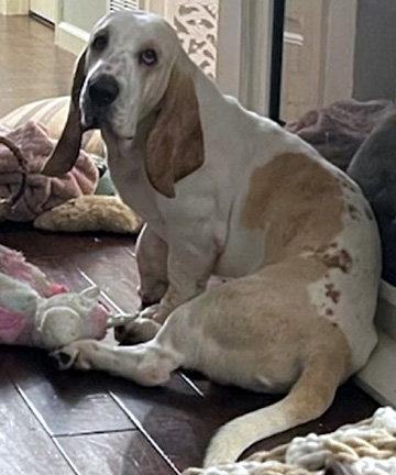 PATRICK, a Adopted Basset Hound in Mays Landing, NJ image 1/2
