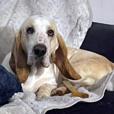 PATRICK, a Adopted Basset Hound in Mays Landing, NJ image 2/2