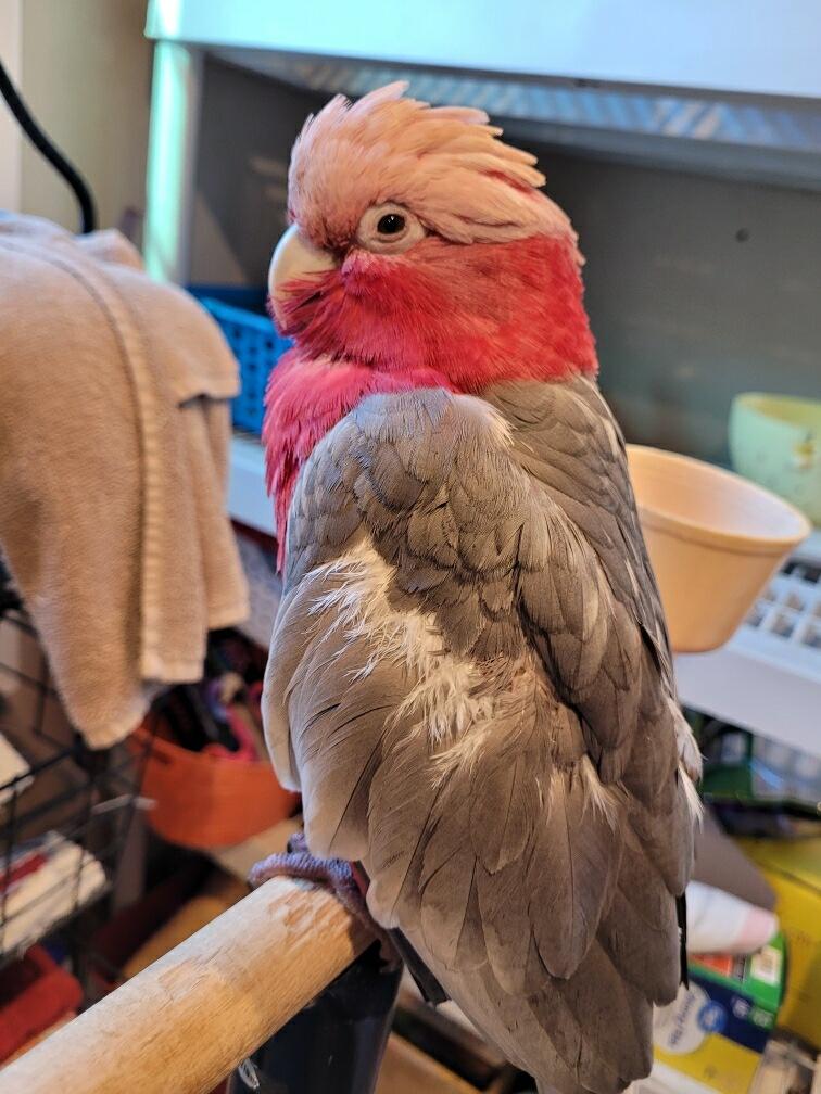 Versace, Adult Female unknown