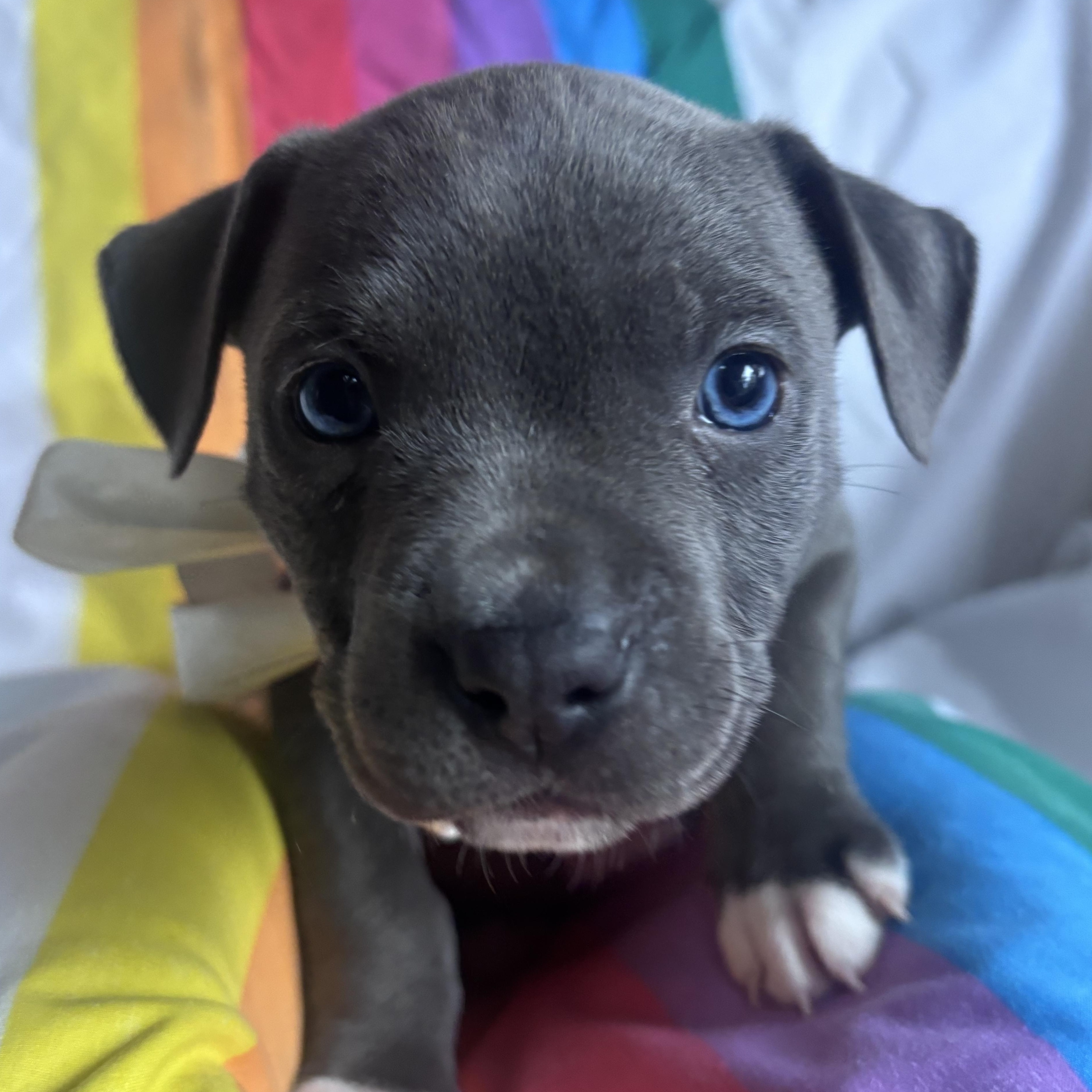 Enlarge Petey Rascals - Local Pup, a Adoptable mixed breed in Andover, MA image 1/5