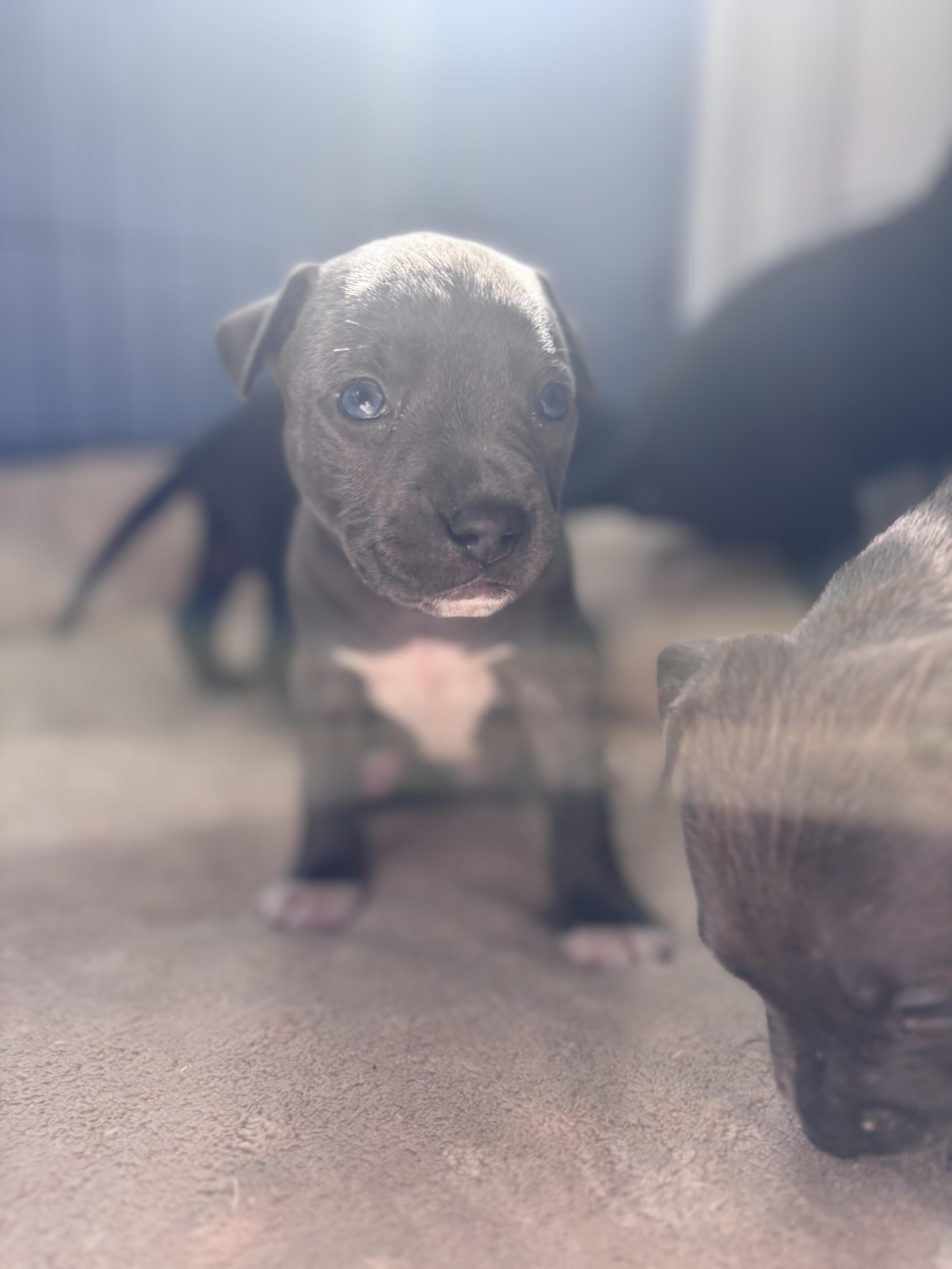 Enlarge Petey Rascals - Local Pup, a Adoptable mixed breed in Andover, MA image 2/5