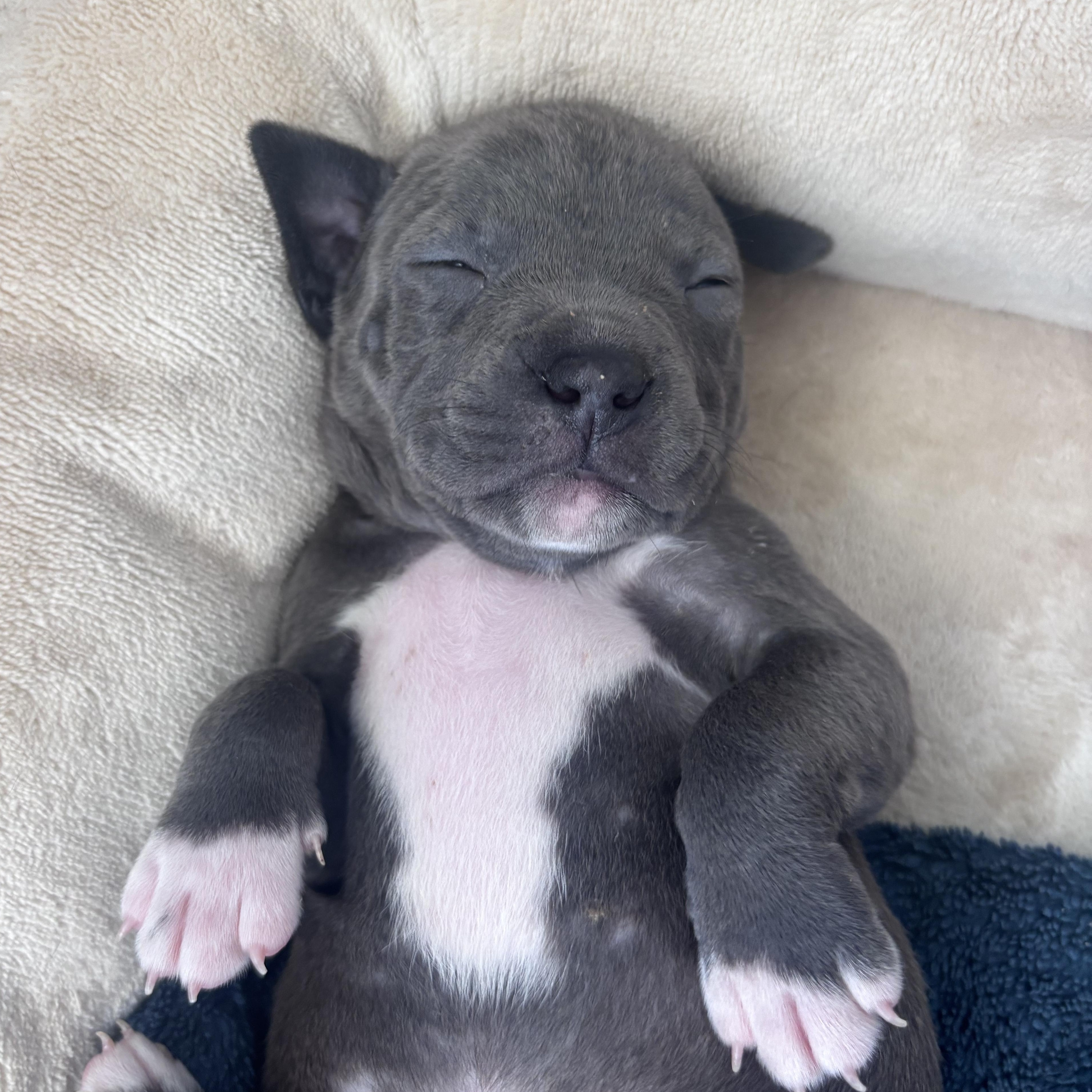 Enlarge Petey Rascals - Local Pup, a Adoptable mixed breed in Andover, MA image 3/5