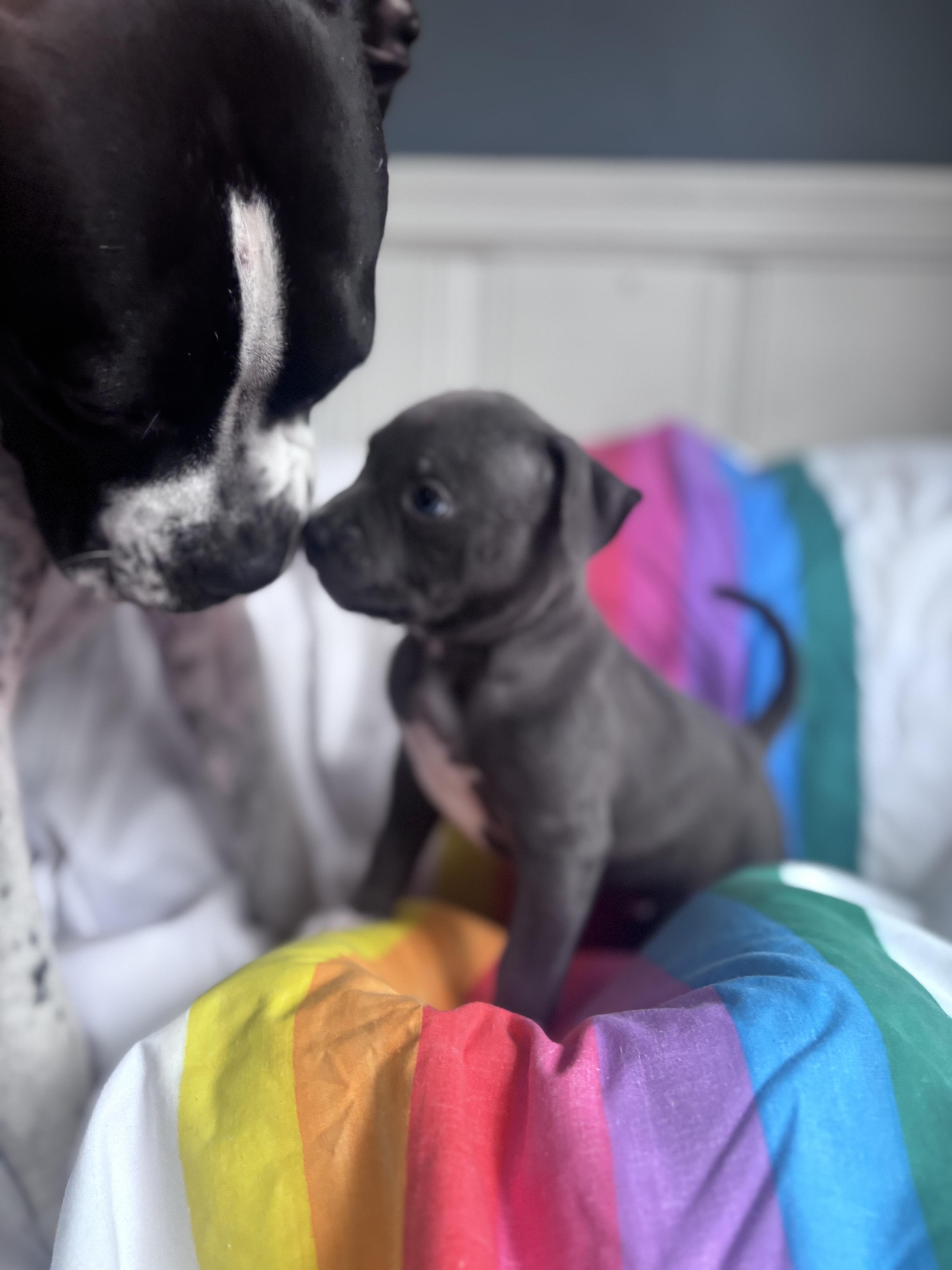 Enlarge Petey Rascals - Local Pup, a Adoptable mixed breed in Andover, MA image 4/5