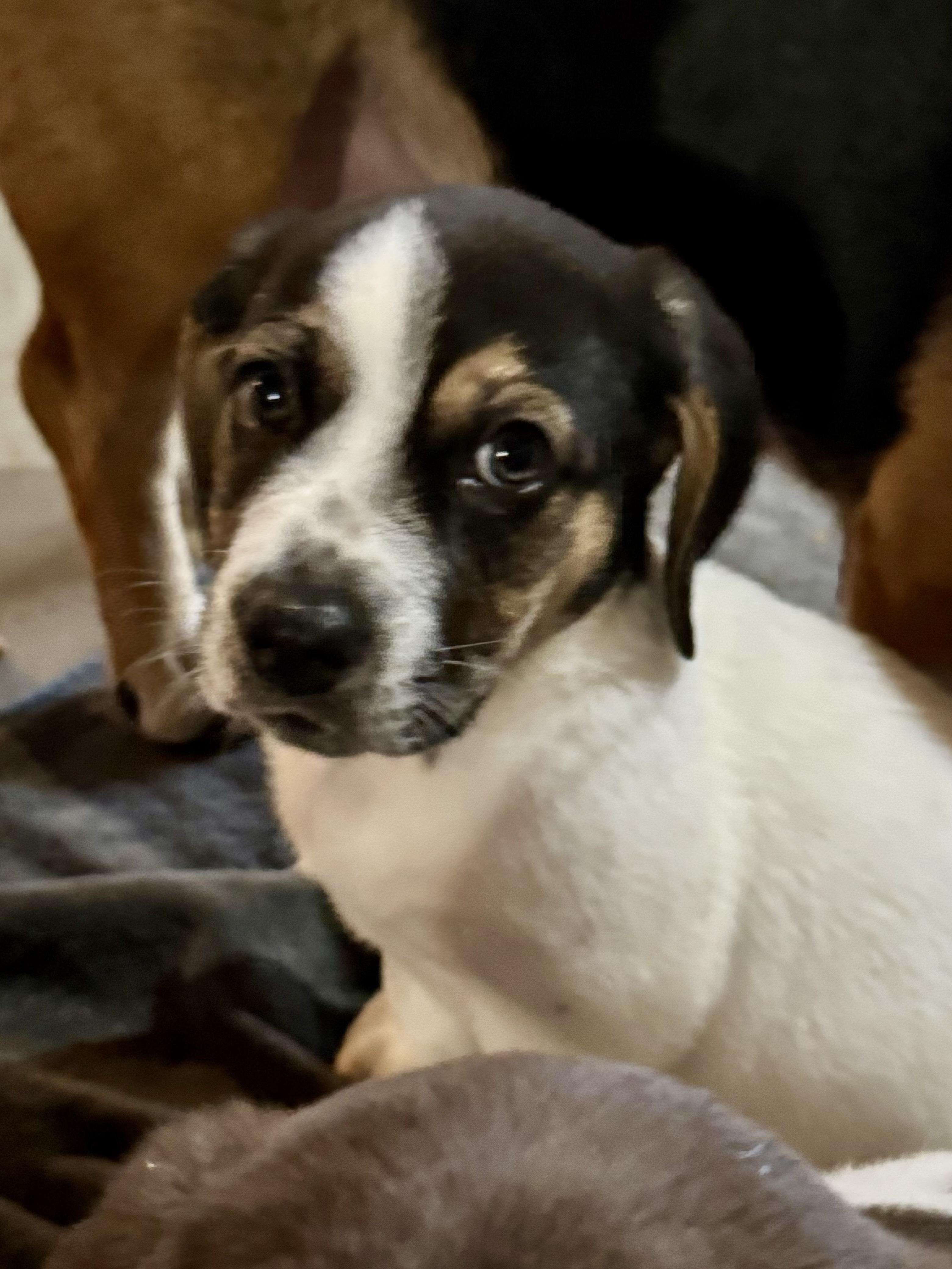 Bratwurst, Adoptable, Puppy Male Basset Hound & Beagle.