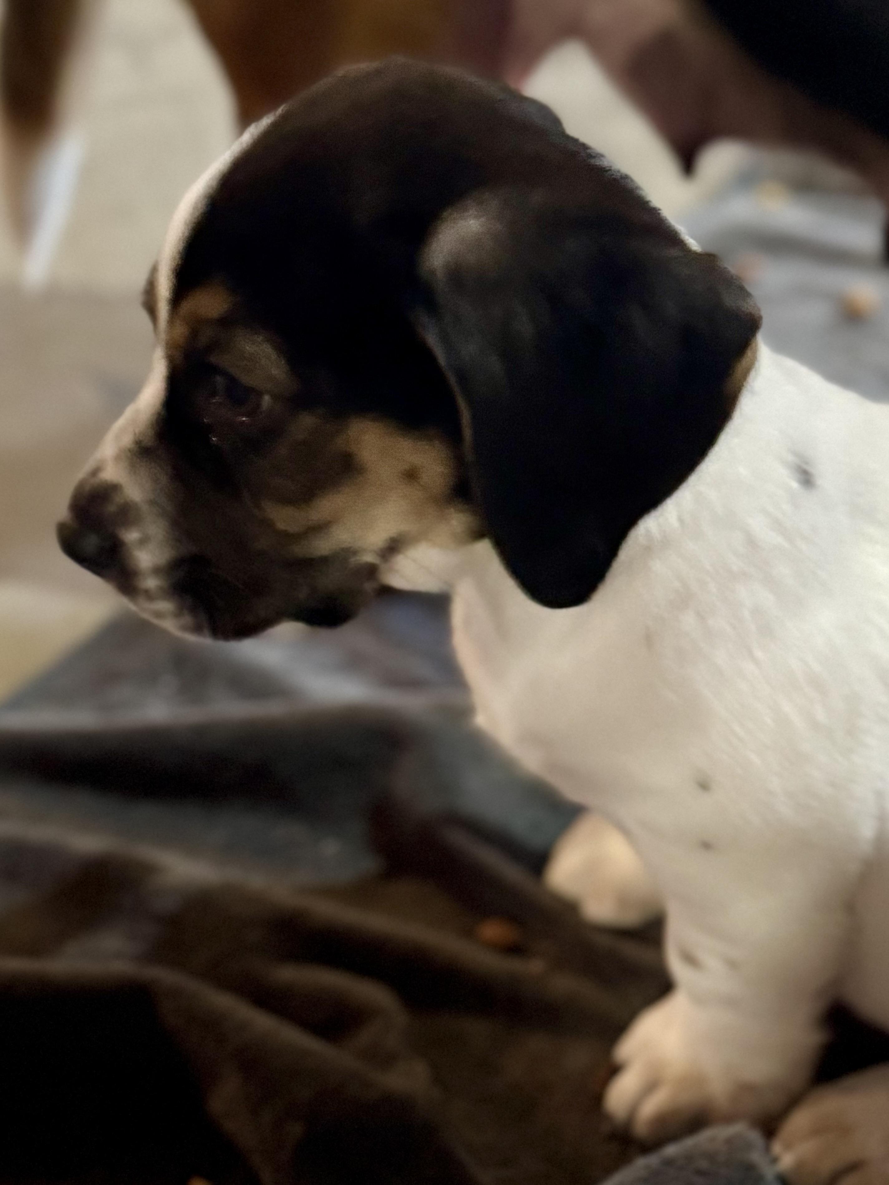 Bratwurst, a Adoptable mixed breed in Washington, MO image 2/2