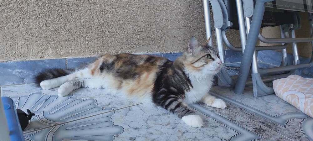 Enlarge Penny, a Adoptable mixed breed in WOLCOTT, CT image 6/6