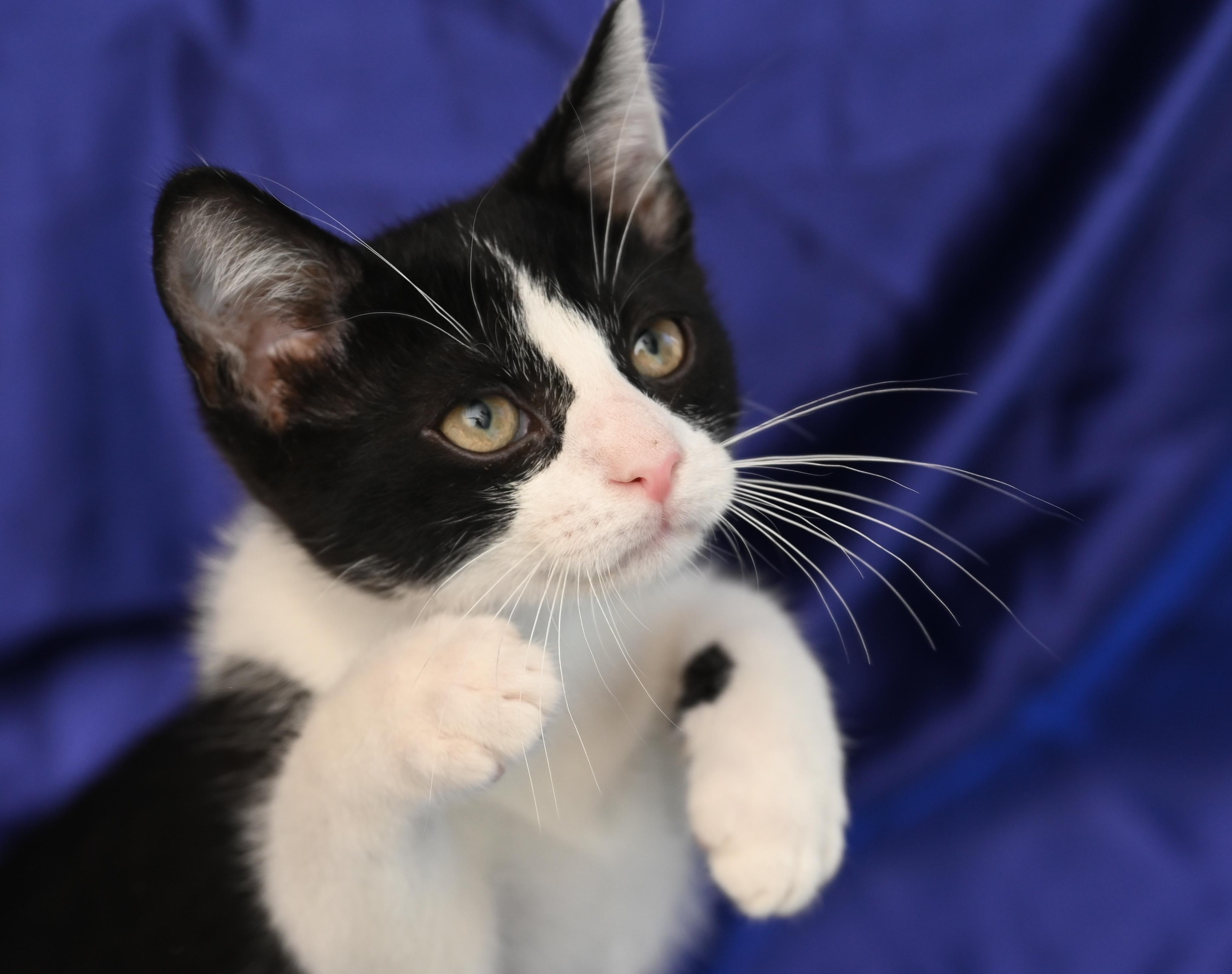 Enlarge Toulouse, a Adoptable mixed breed in Chattanooga, TN image 3/5