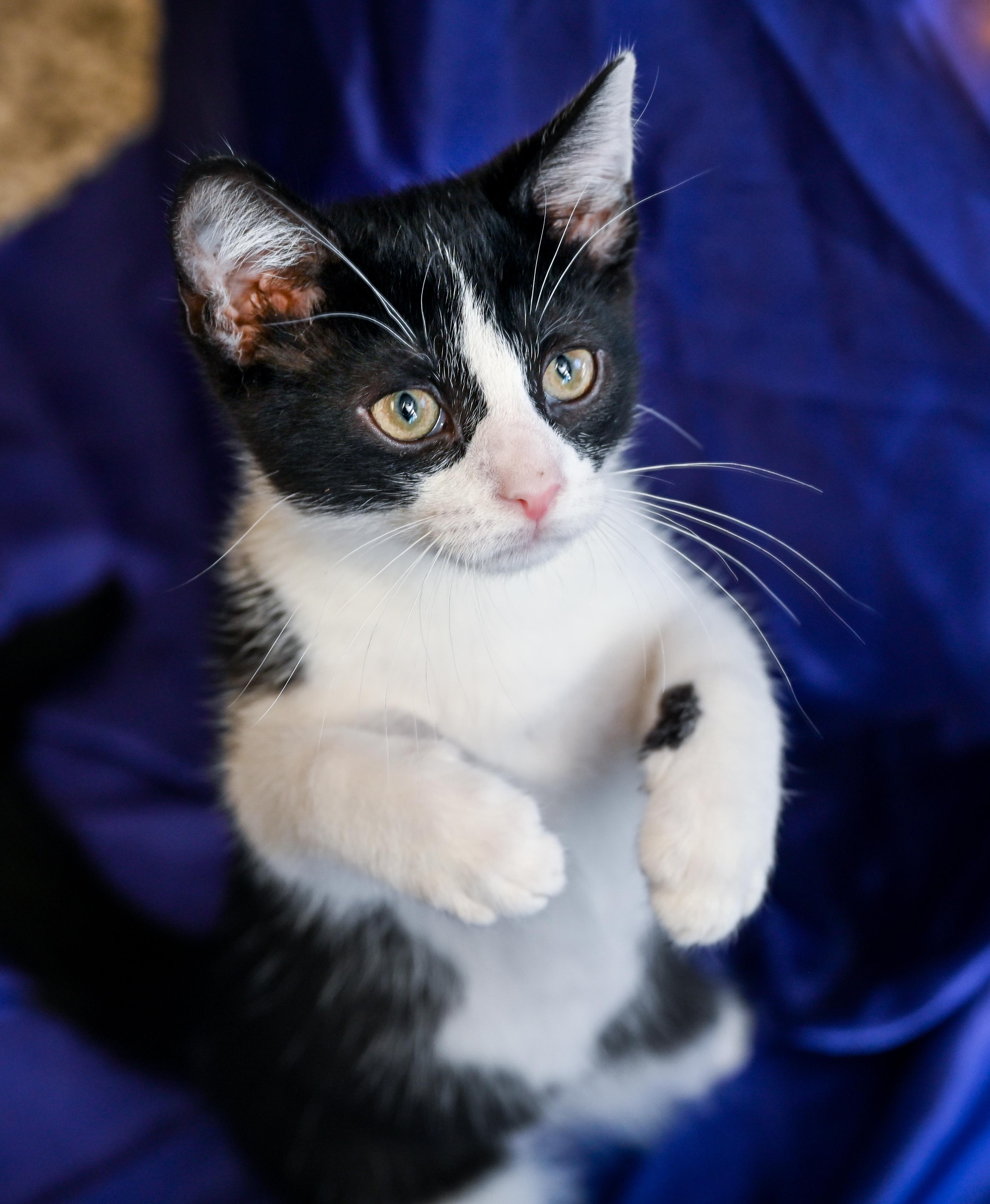 Enlarge Toulouse, a Adoptable mixed breed in Chattanooga, TN image 2/5