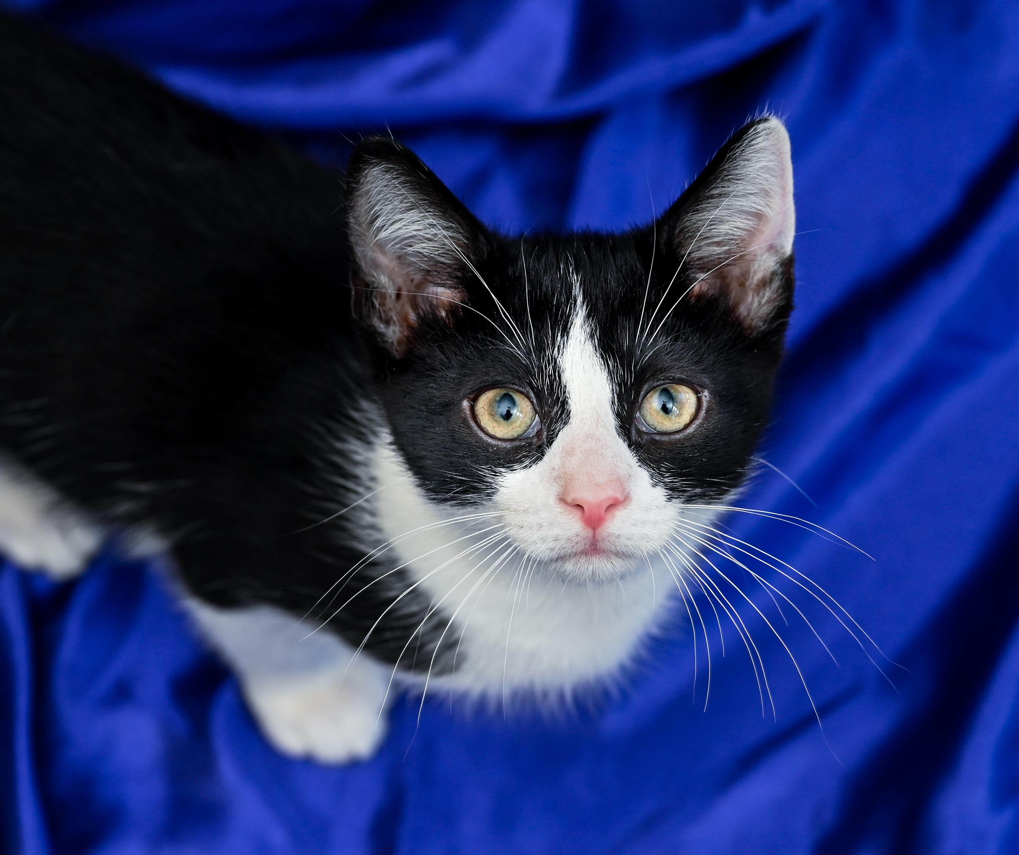 Enlarge Toulouse, a Adoptable mixed breed in Chattanooga, TN image 1/5