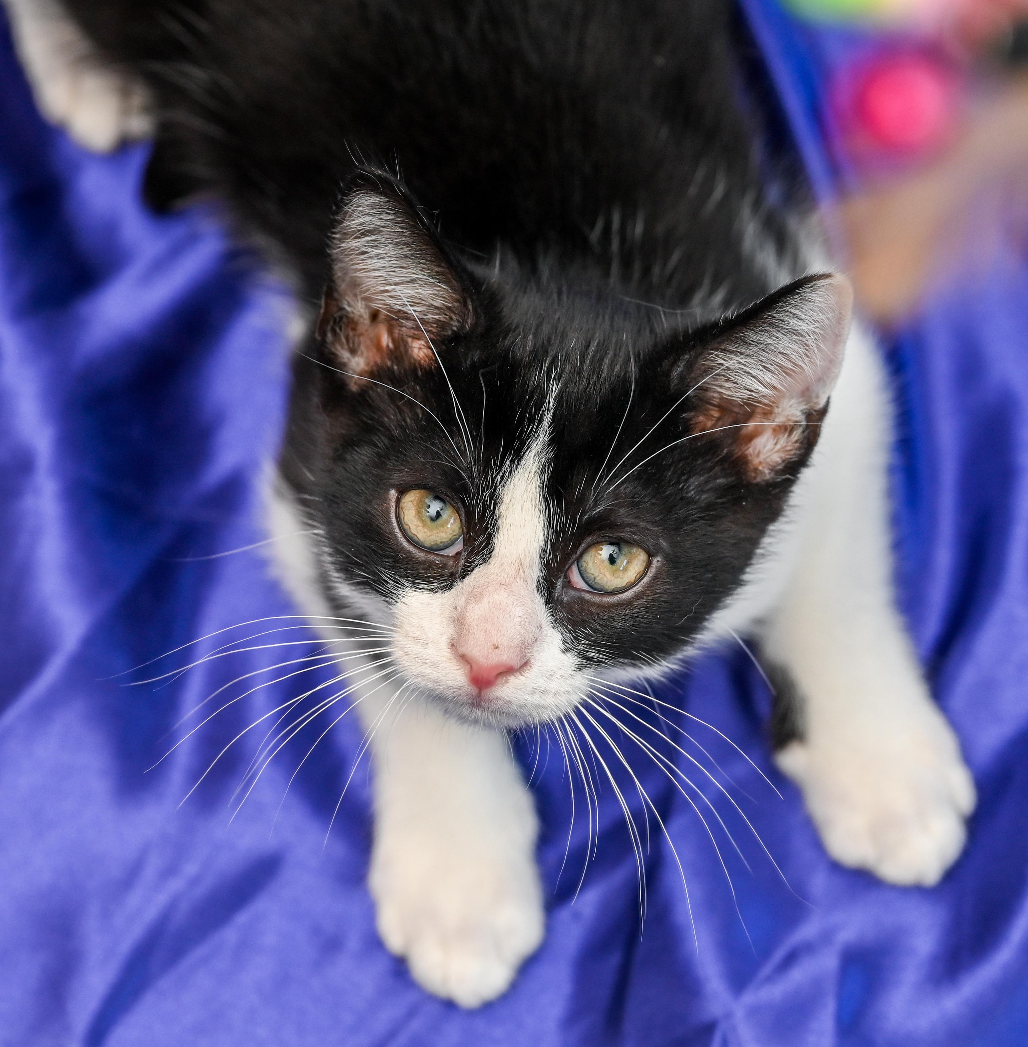 Enlarge Toulouse, a Adoptable mixed breed in Chattanooga, TN image 5/5