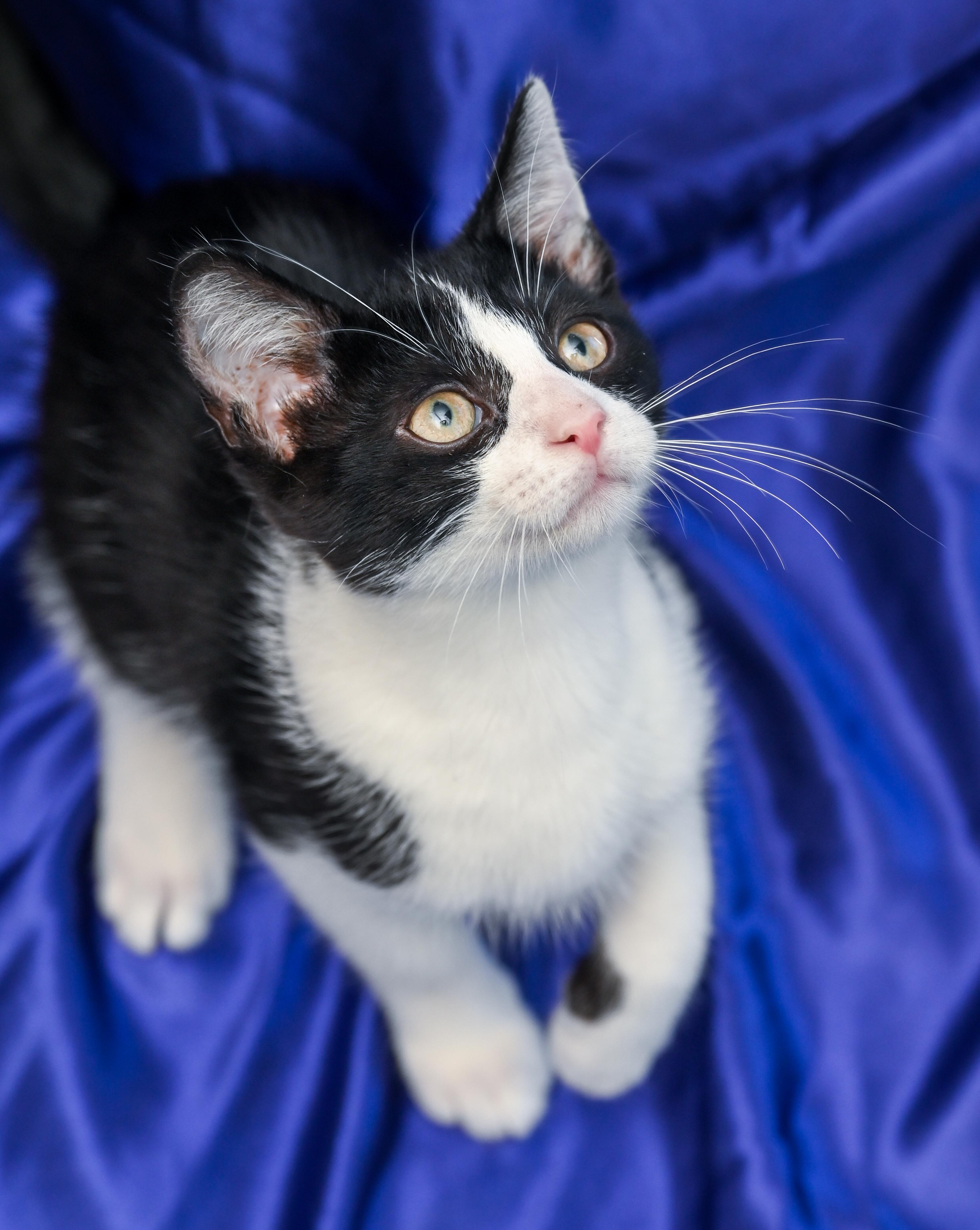 Enlarge Toulouse, a Adoptable mixed breed in Chattanooga, TN image 4/5