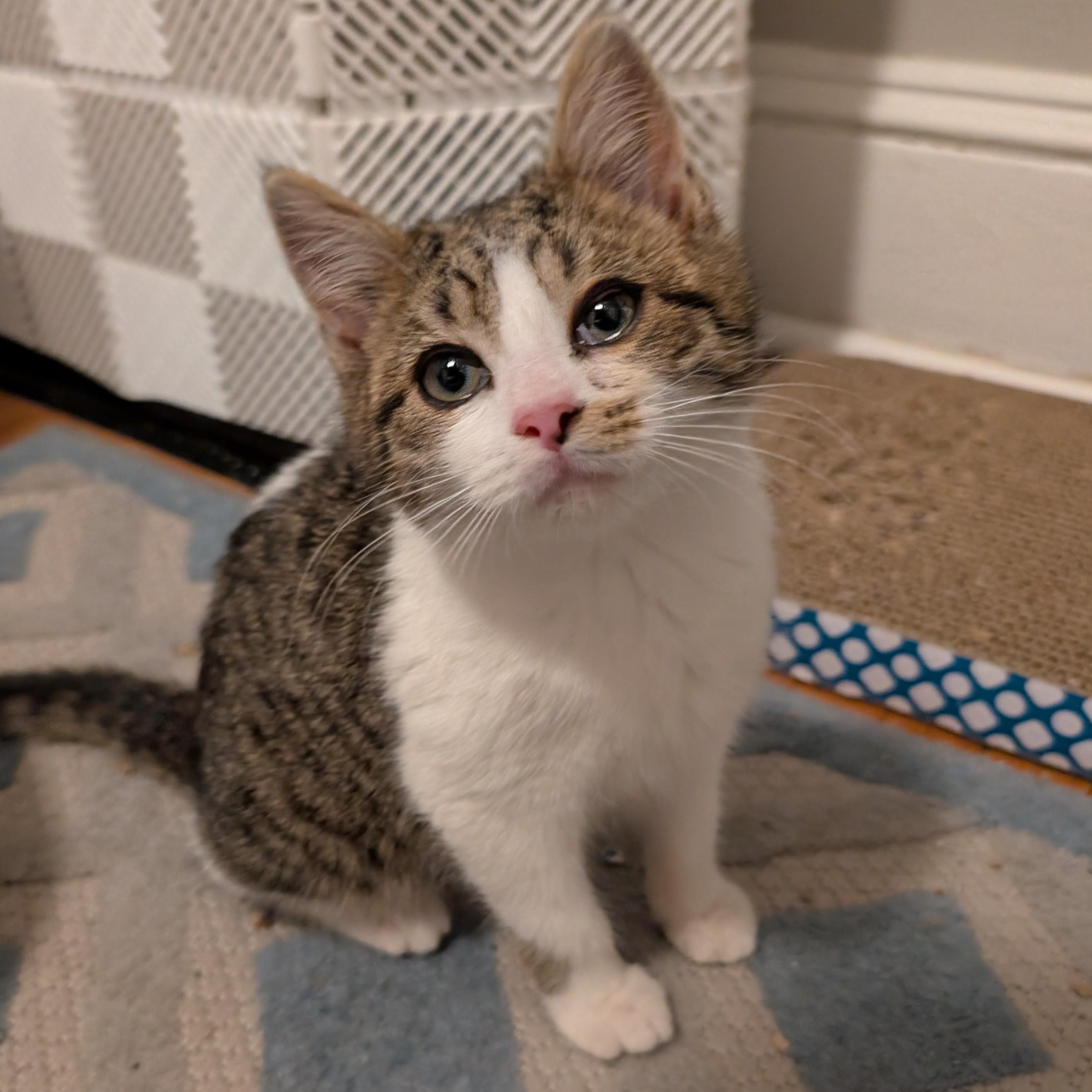 Sage, ADOPTABLE, Kitten Female Tabby & Domestic Short Hair.