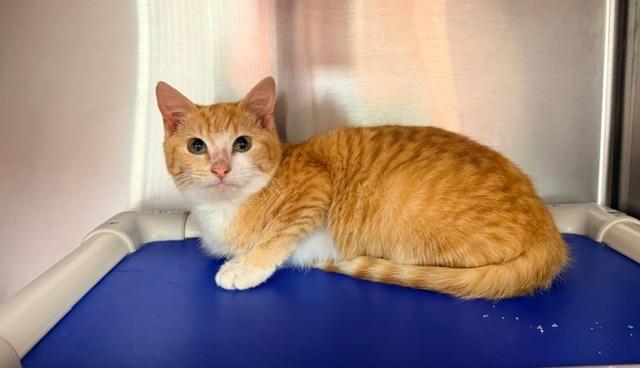 Wonton, Adoptable, Kitten Female Domestic Short Hair.