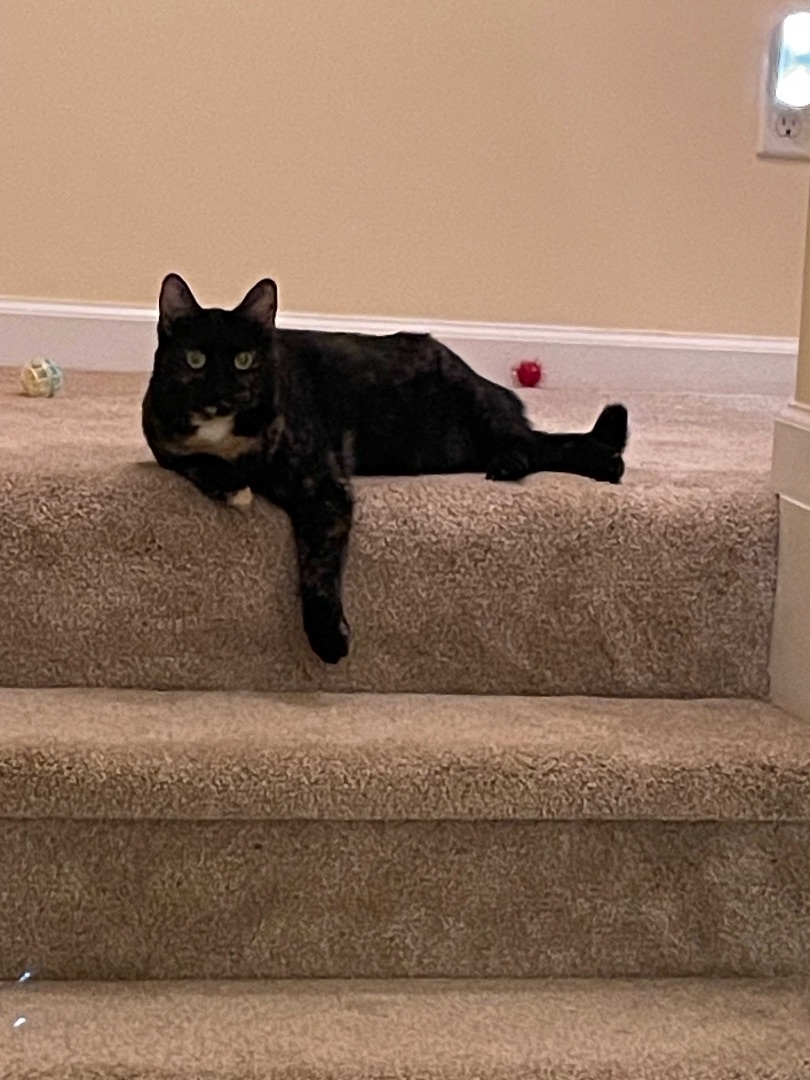 Cedar, an adoptable Domestic Short Hair in Evans, GA_image-1