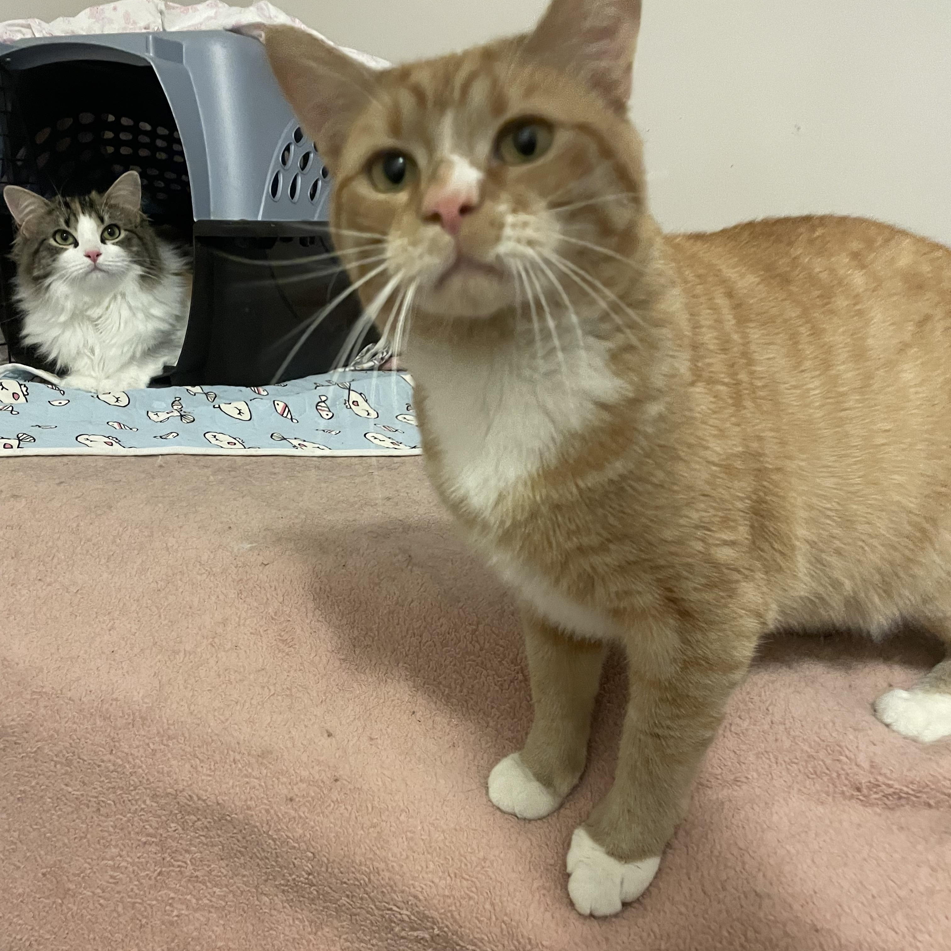 Enlarge Scottie, a Adopted Domestic Short Hair in Douglas, MA image 2/5