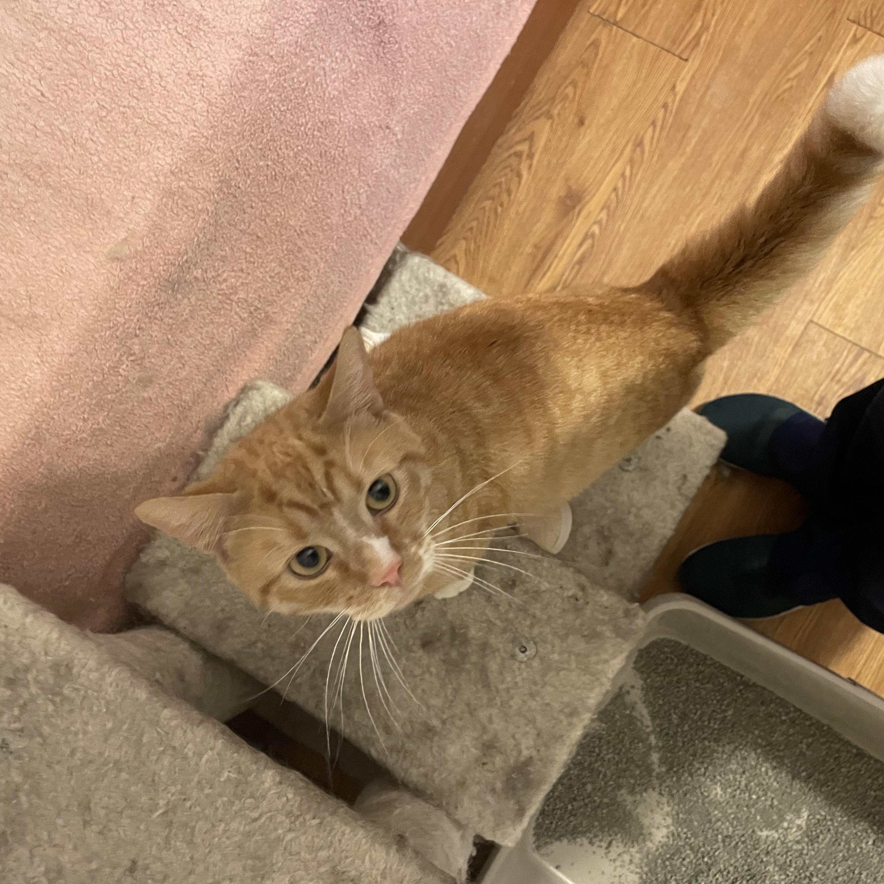 Enlarge Scottie, a Adopted Domestic Short Hair in Douglas, MA image 3/5