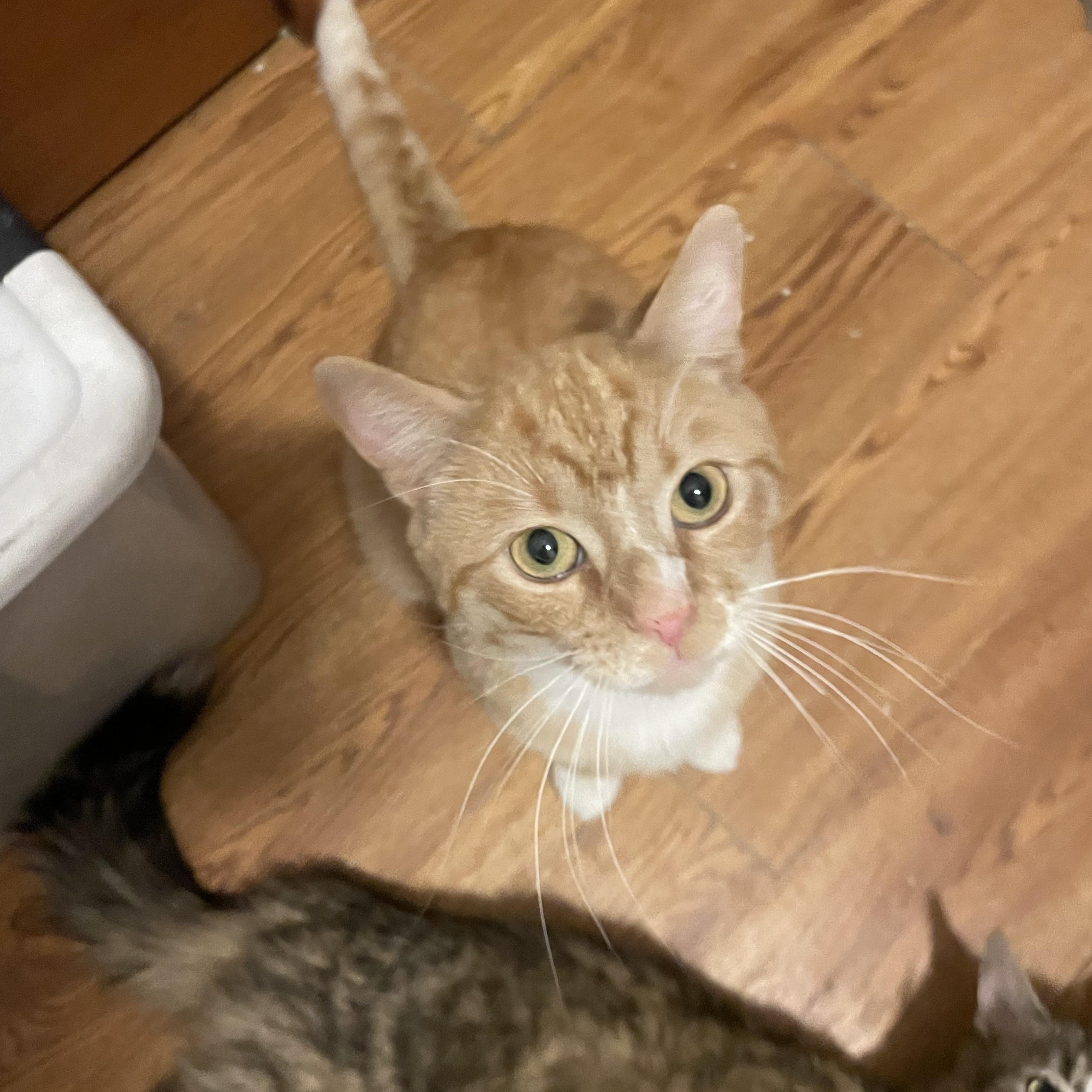 Enlarge Scottie, a Adopted Domestic Short Hair in Douglas, MA image 4/5