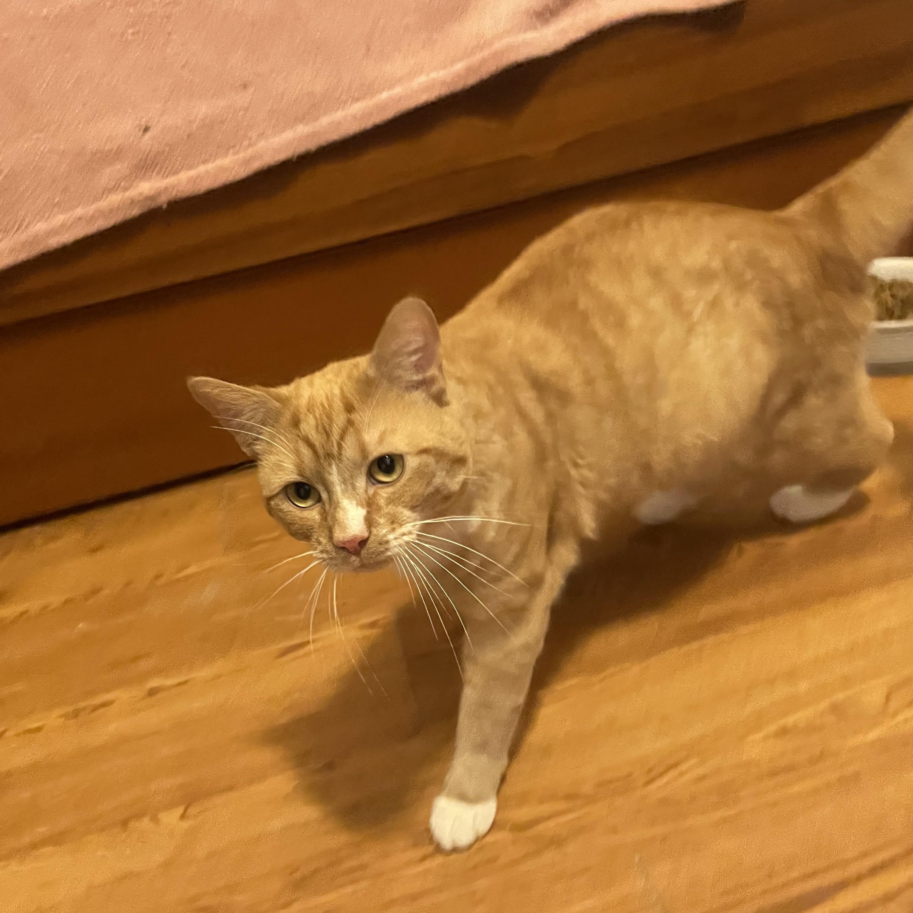 Enlarge Scottie, a Adopted Domestic Short Hair in Douglas, MA image 5/5