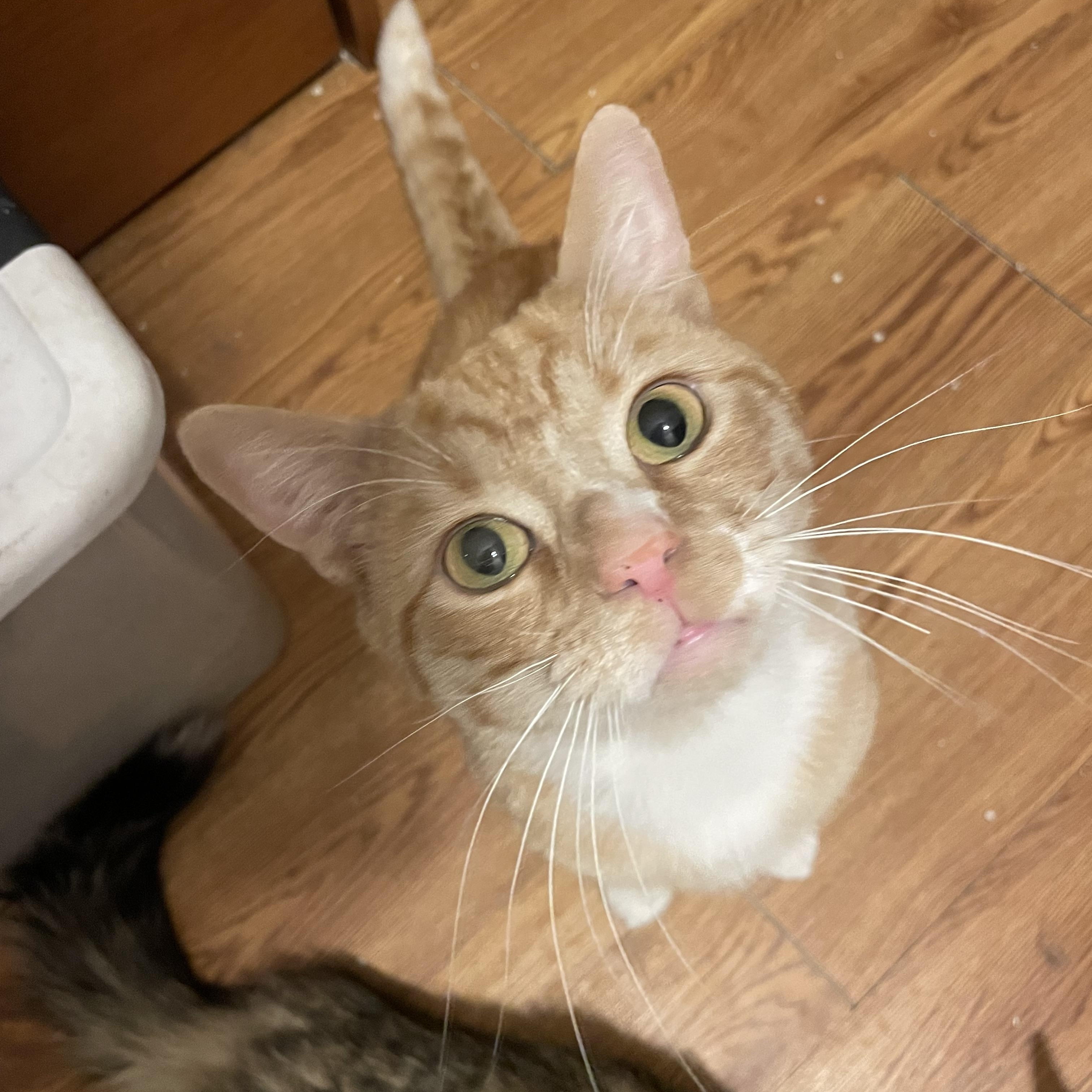 Enlarge Scottie, a Adopted Domestic Short Hair in Douglas, MA image 1/5