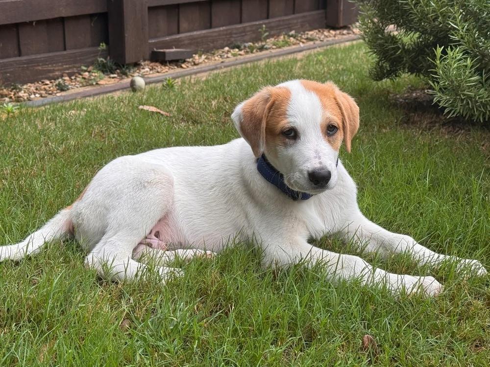 Enlarge 26-059 Dozer, a Adoptable mixed breed in Richardson, TX image 1/6