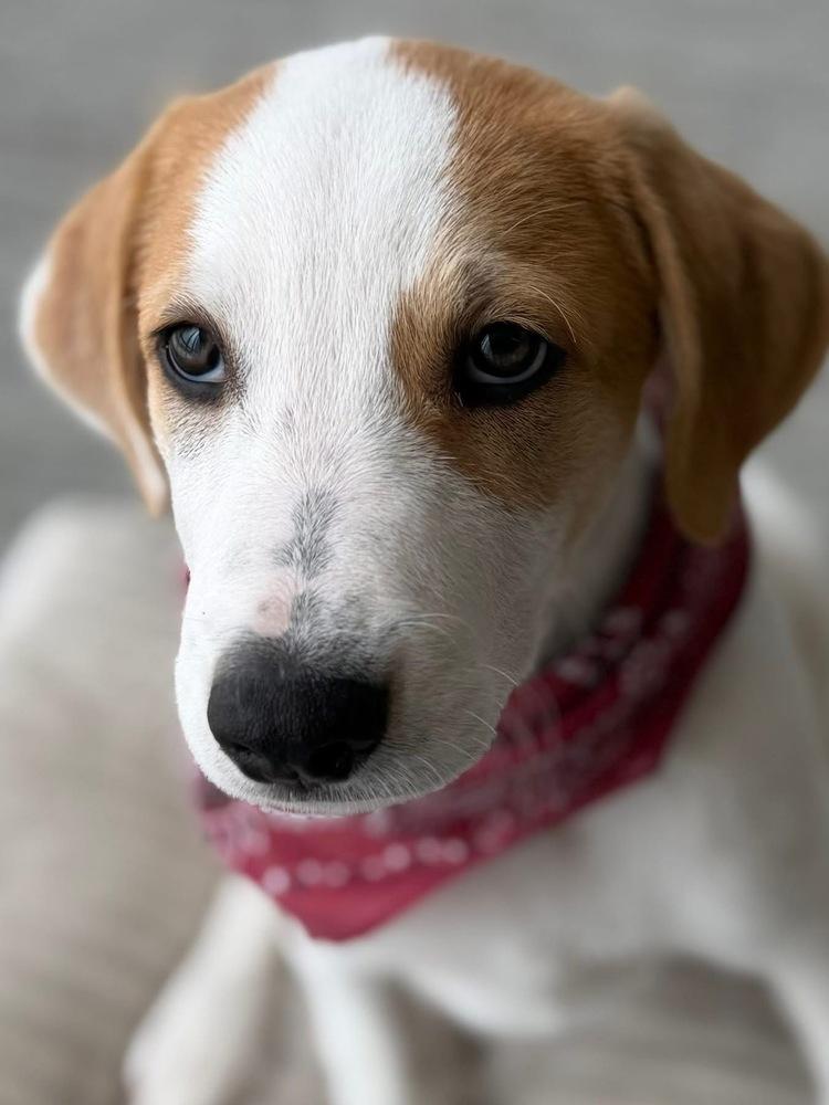 Enlarge 26-059 Dozer, a Adoptable mixed breed in Richardson, TX image 3/6