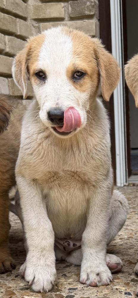 26-059 Dozer “Coming Soon!”, a Adoptable mixed breed in Richardson, TX image 1/3