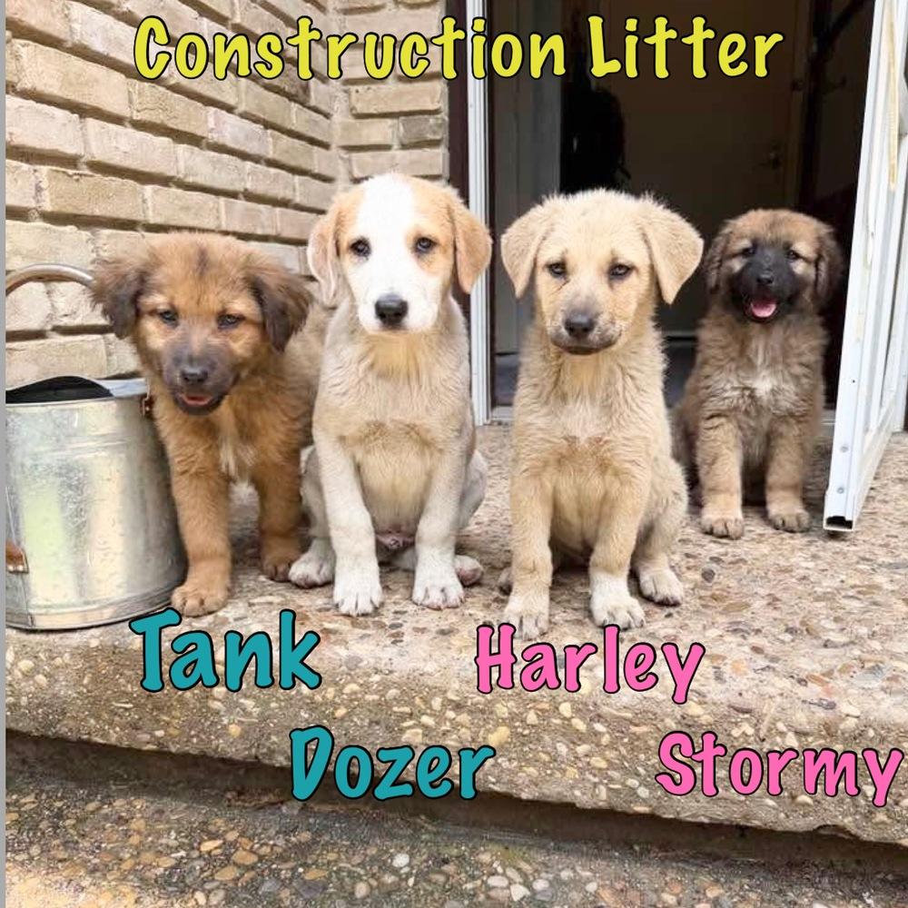 26-059 Dozer “Coming Soon!”, a Adoptable mixed breed in Richardson, TX image 2/3