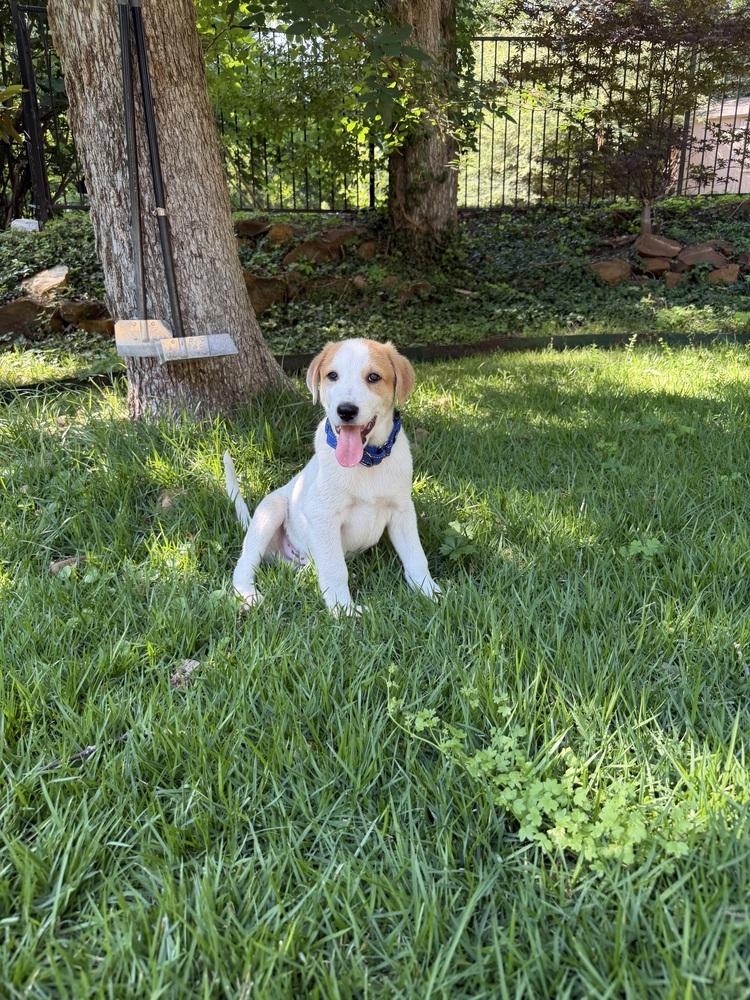 26-059 Dozer “Coming Soon!”, a Adoptable mixed breed in Richardson, TX image 3/3