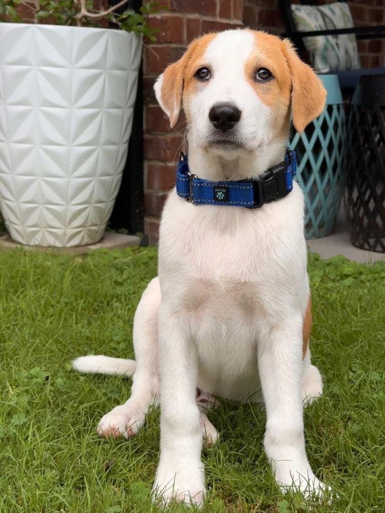 Enlarge 26-059 Dozer, a Adoptable mixed breed in Richardson, TX image 5/6