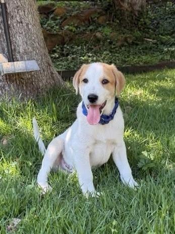 Enlarge 26-059 Dozer, a Adoptable mixed breed in Richardson, TX image 6/6