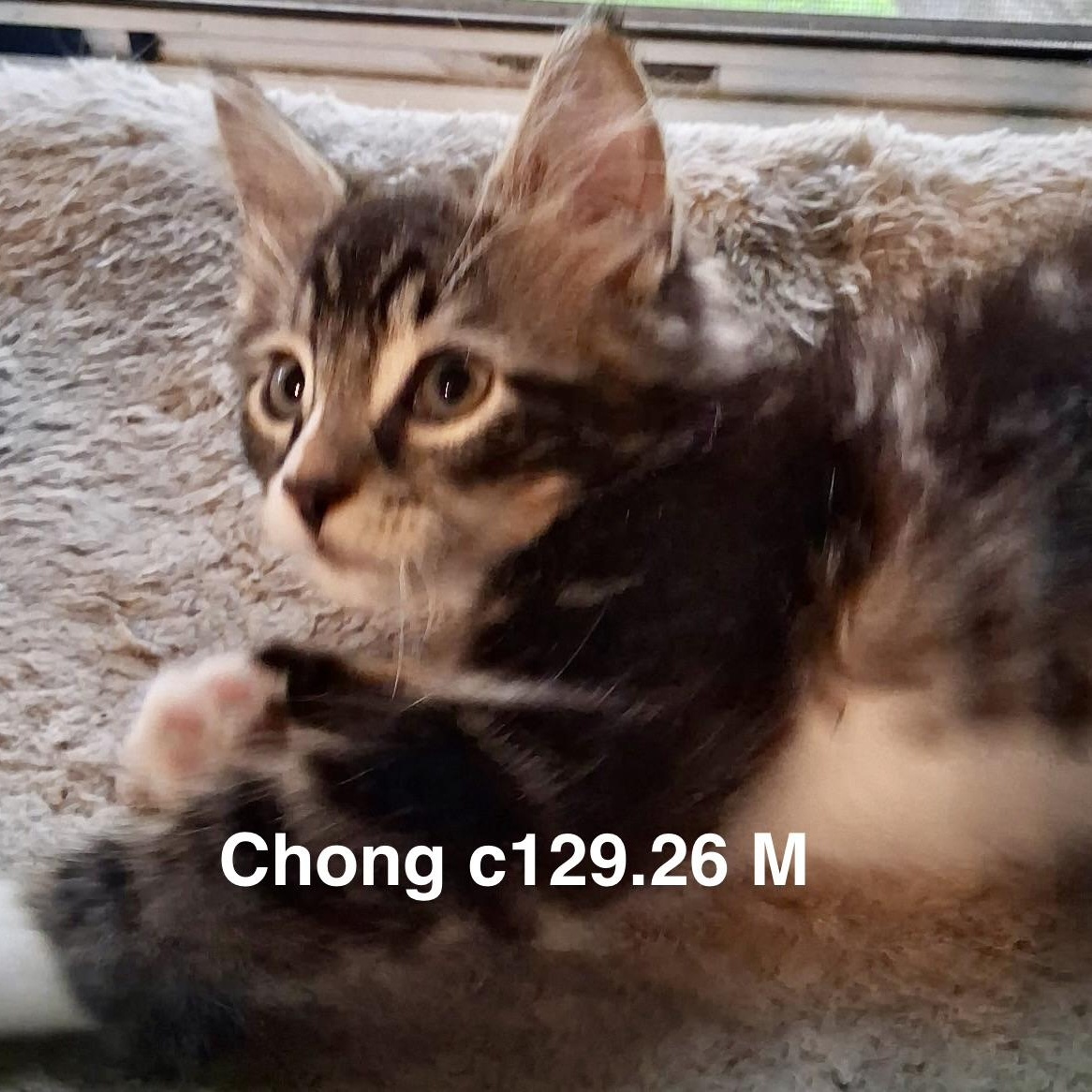 Enlarge Foster Chong, a Adoptable mixed breed in Batavia, NY image 1/1