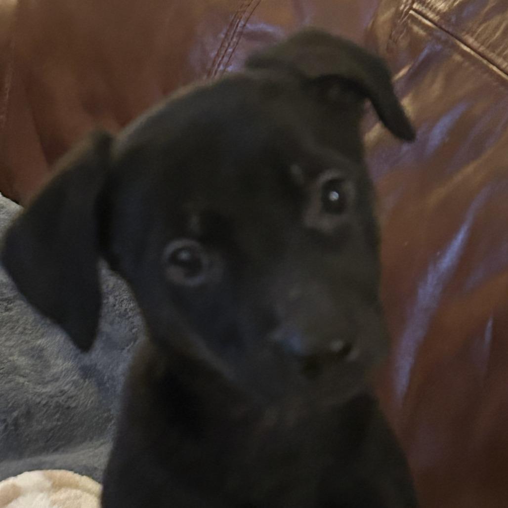 Enlarge Glitter, a Adoptable Mixed Breed in Winston Salem, NC image 1/2