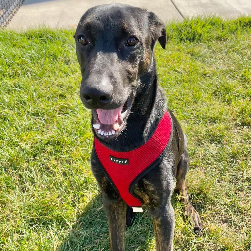 Glitter, a Adoptable Mixed Breed in Winston Salem, NC image 2/4