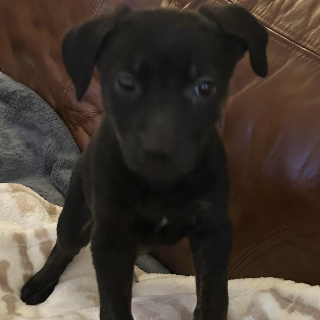 Enlarge Glitter, a Adoptable Mixed Breed in Winston Salem, NC image 2/2