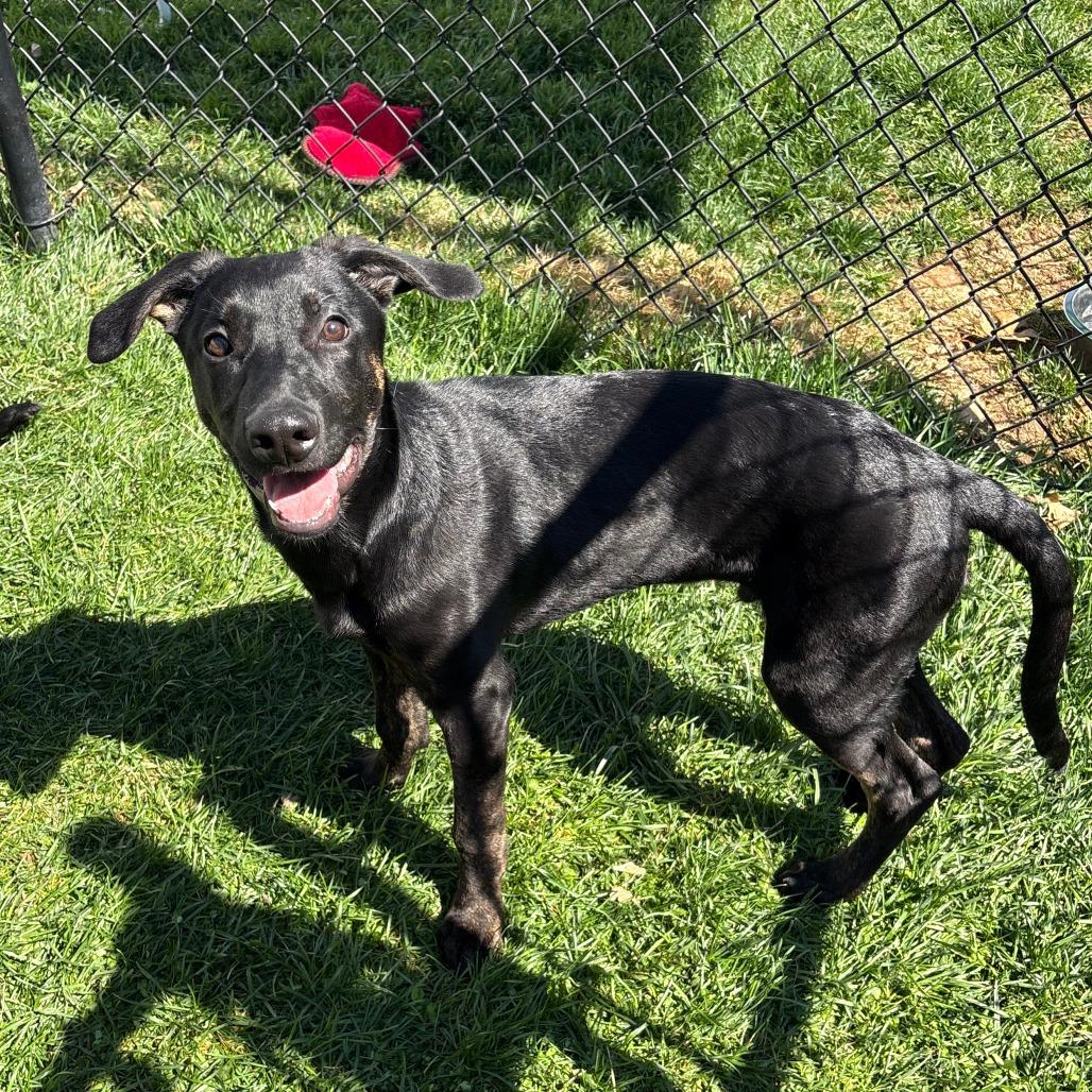 Enlarge Glitter, a Adoptable Mixed Breed in Winston Salem, NC image 3/3
