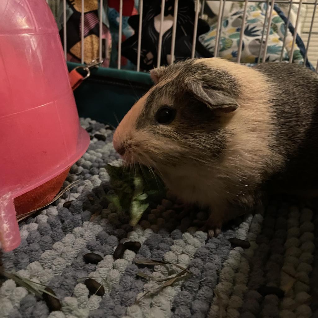Kusama, Adoptable, Adult Male Guinea Pig.