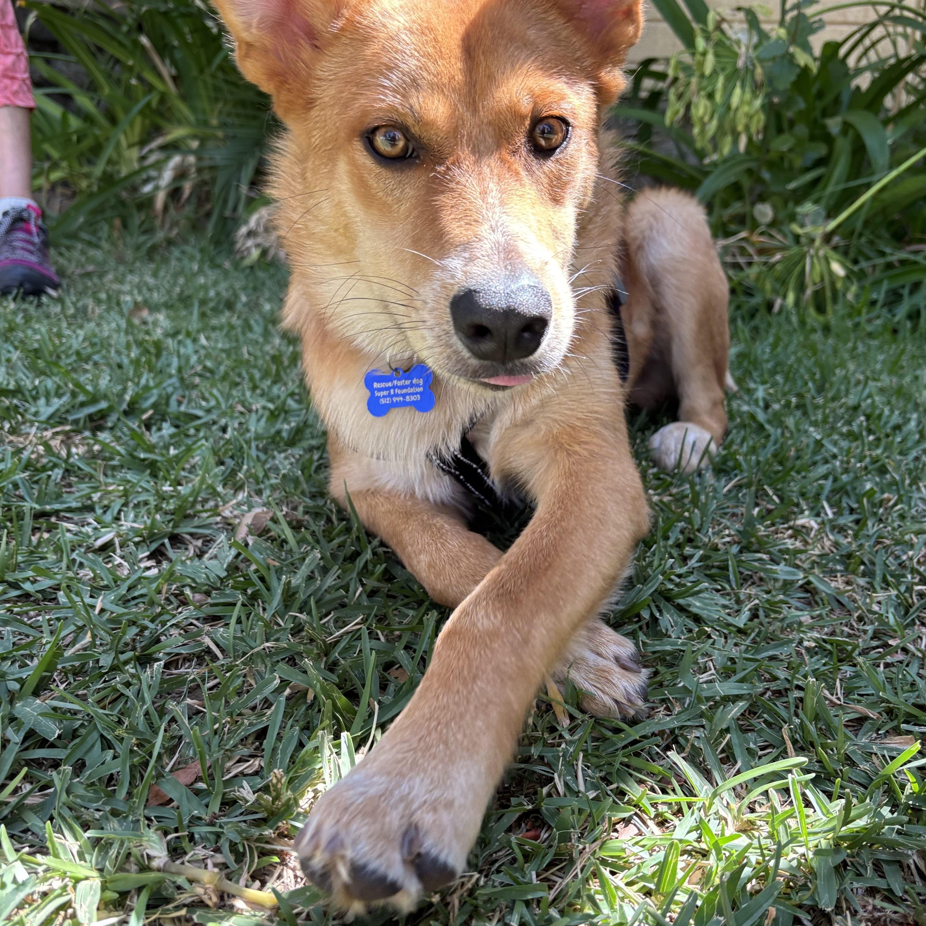 Enlarge Oso, a ADOPTABLE mixed breed in Carlsbad, CA image 4/6