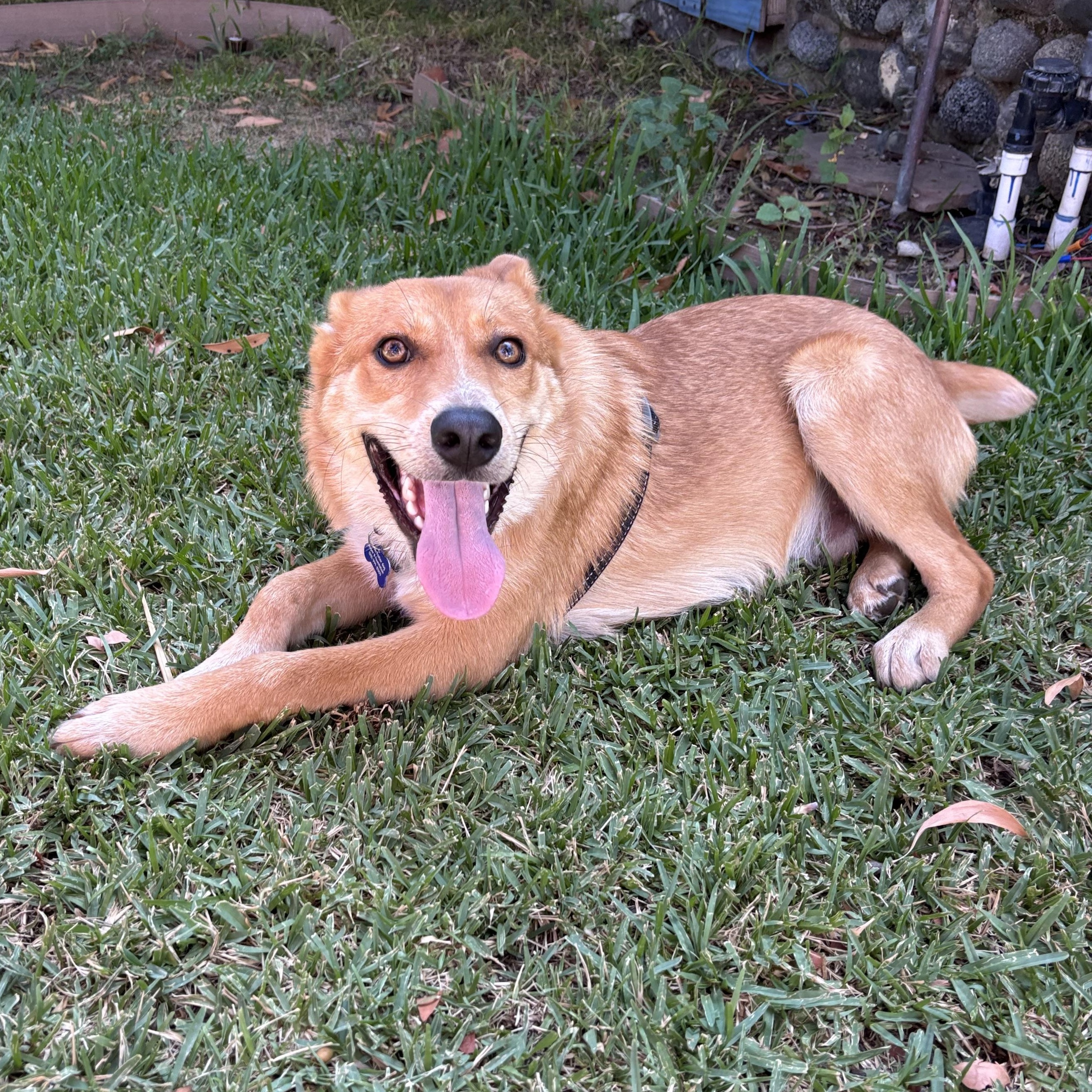 Enlarge Oso, a ADOPTABLE mixed breed in Carlsbad, CA image 6/6