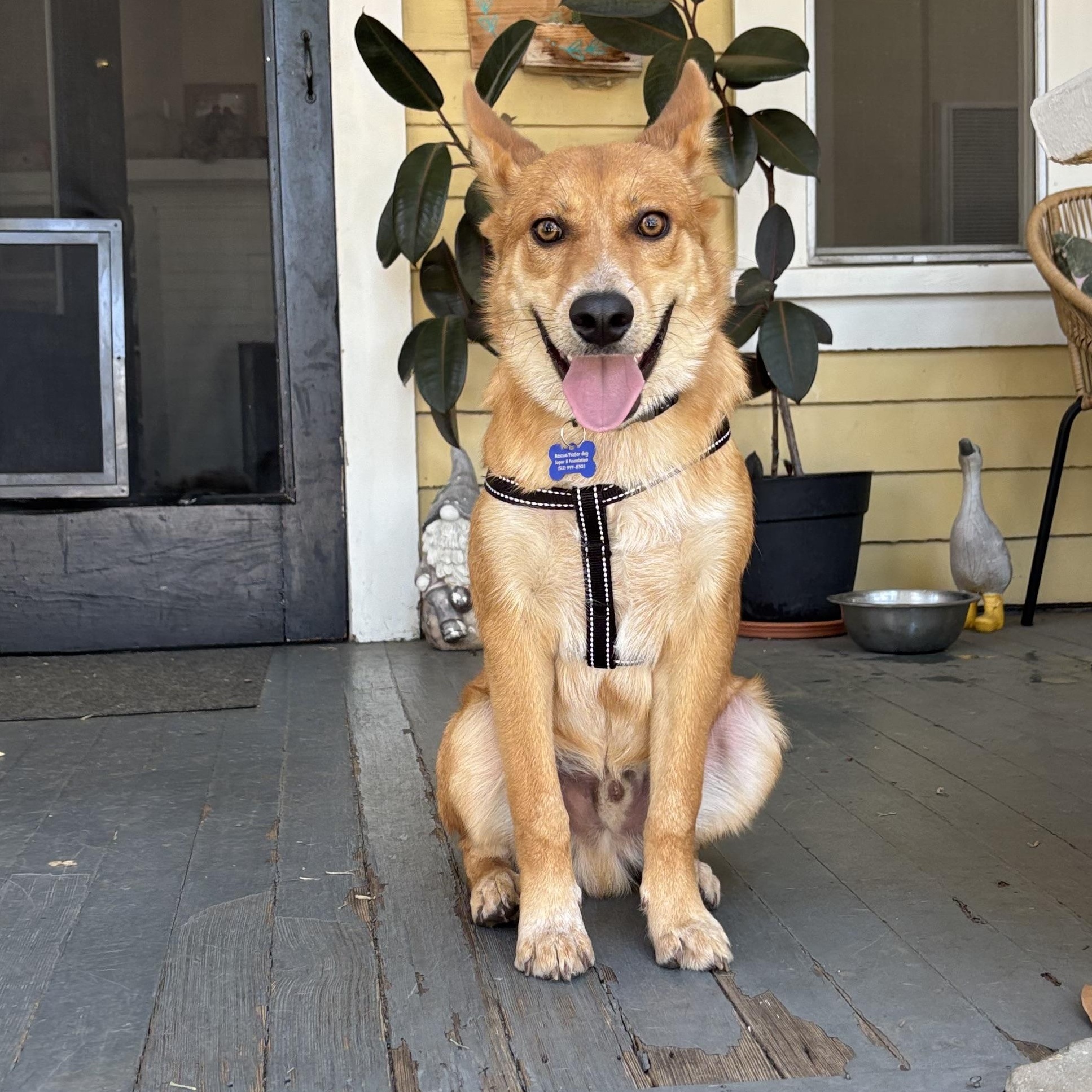 Oso, ADOPTABLE, Puppy Male Corgi & Shiba Inu.