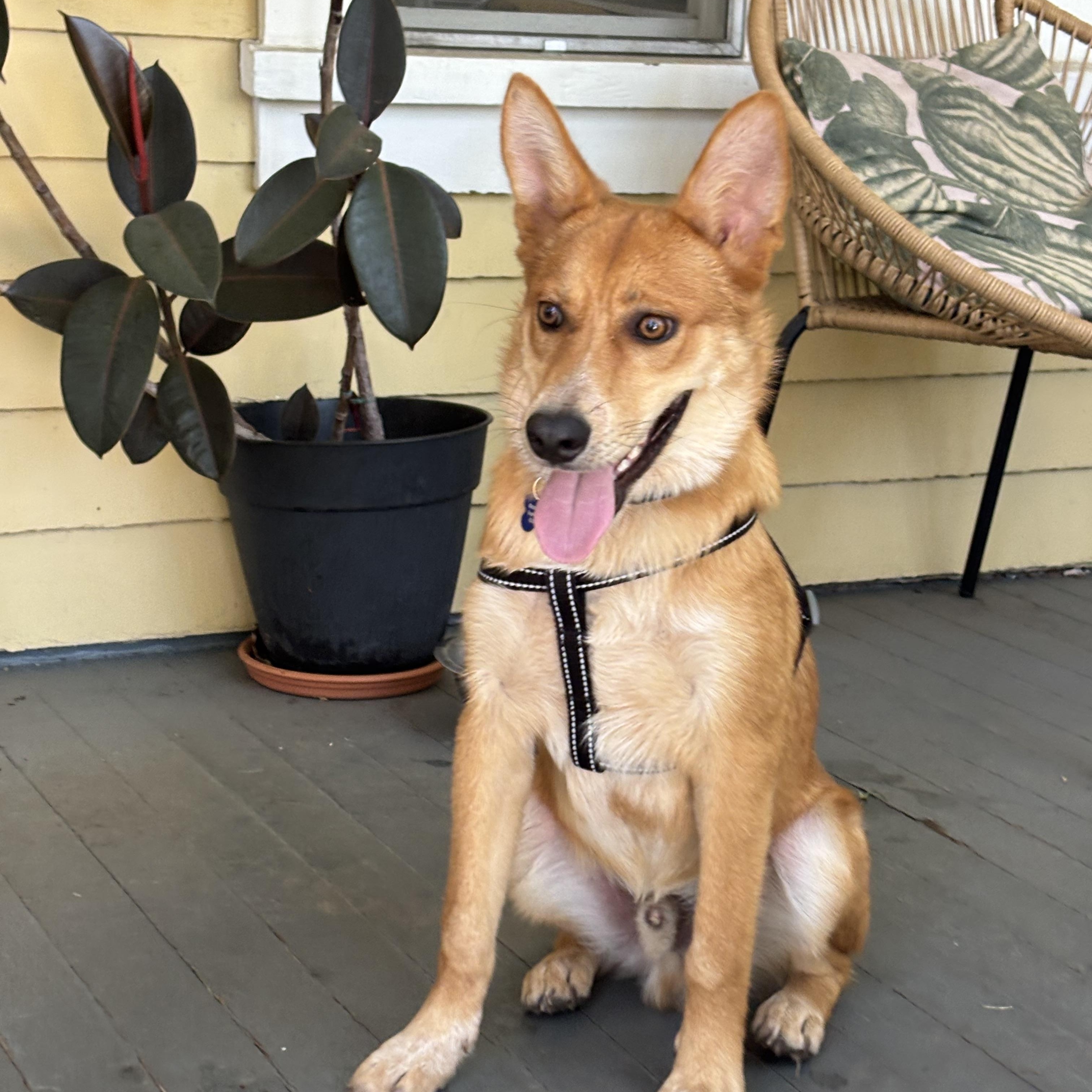 Enlarge Oso, a ADOPTABLE mixed breed in Carlsbad, CA image 2/6