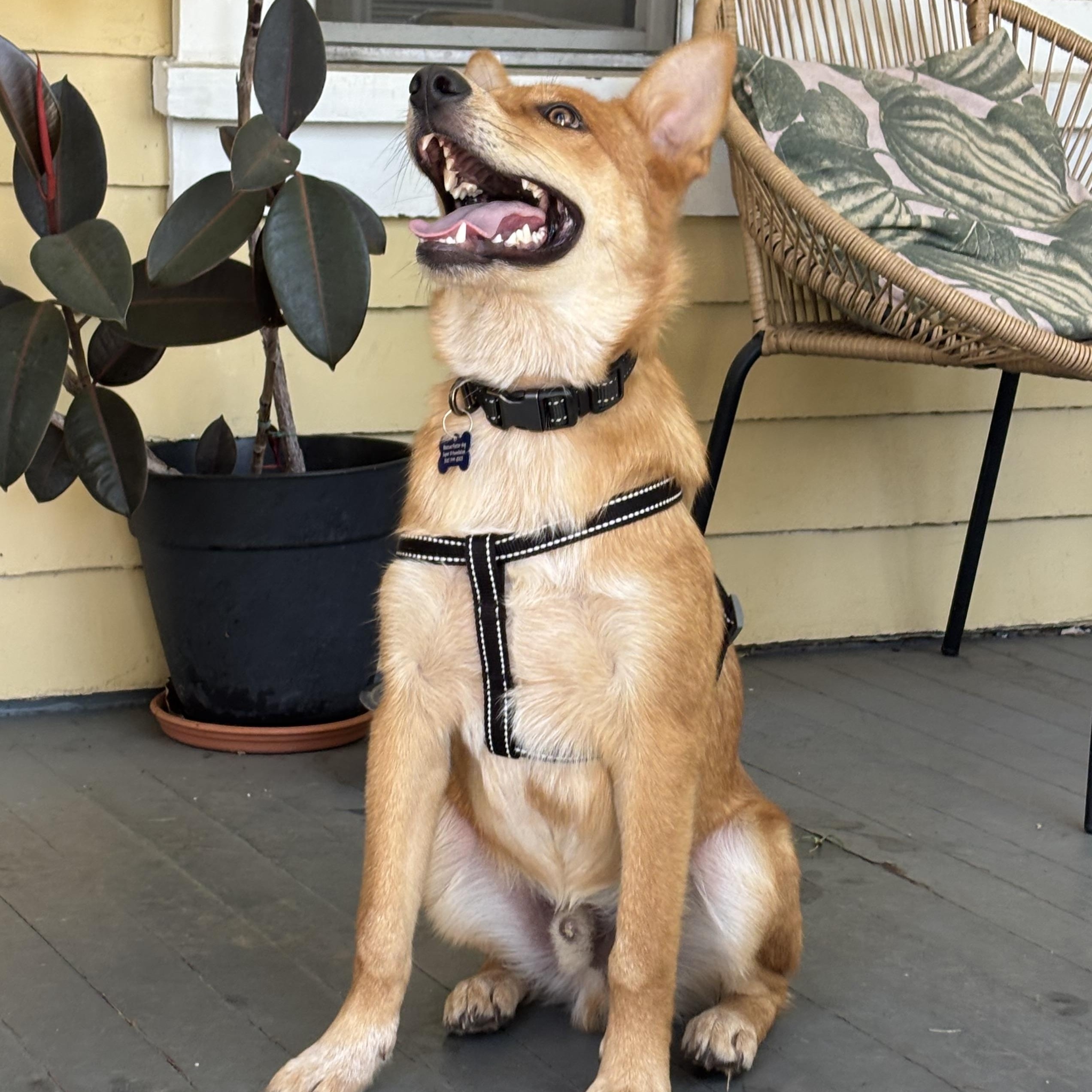Enlarge Oso, a ADOPTABLE mixed breed in Carlsbad, CA image 3/6