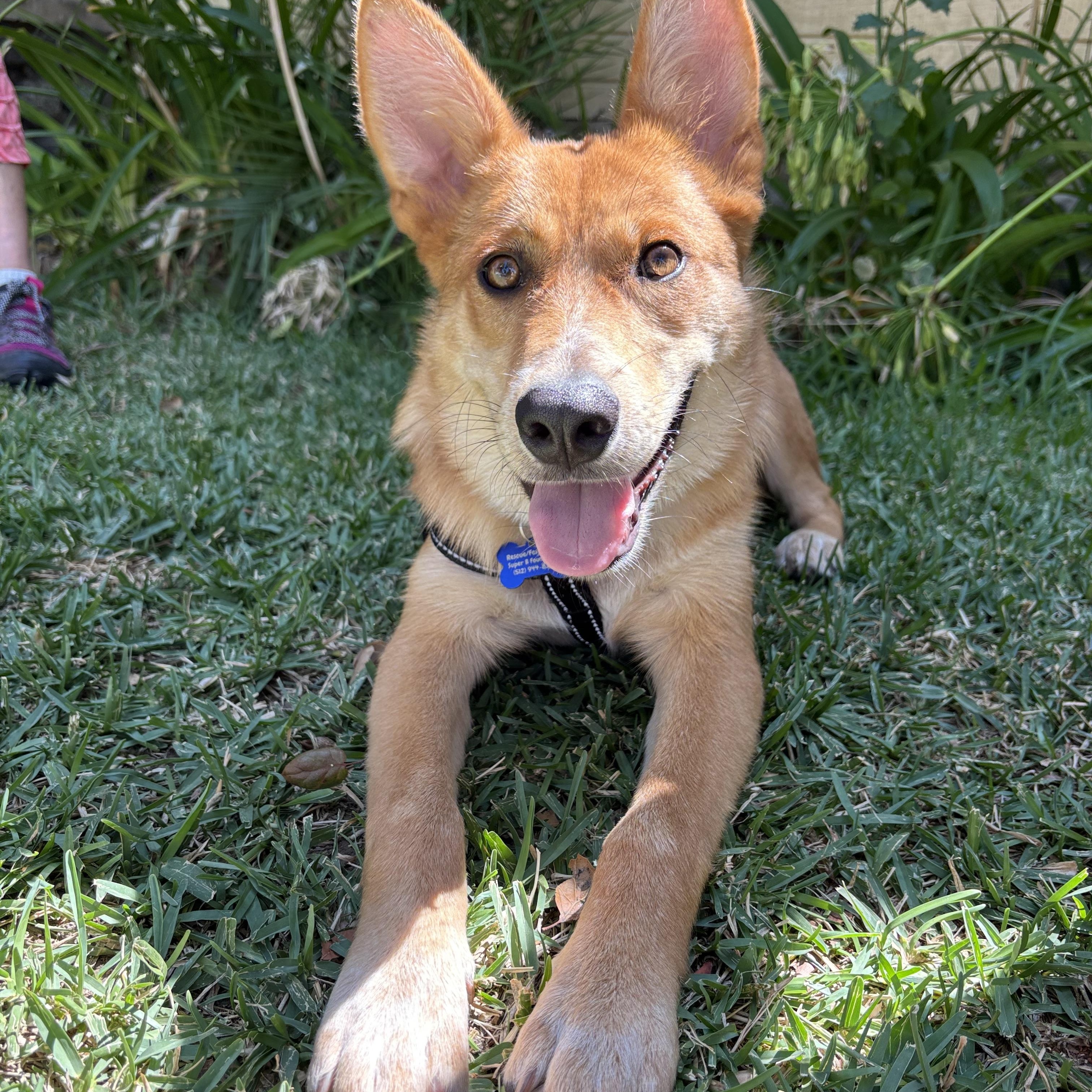 Enlarge Oso, a ADOPTABLE mixed breed in Carlsbad, CA image 5/6