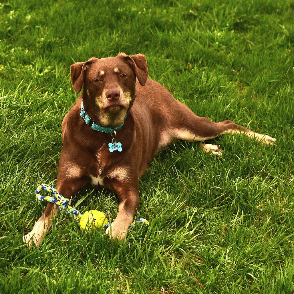 Enlarge Hazel, a Adoptable mixed breed in Owosso, MI image 2/6