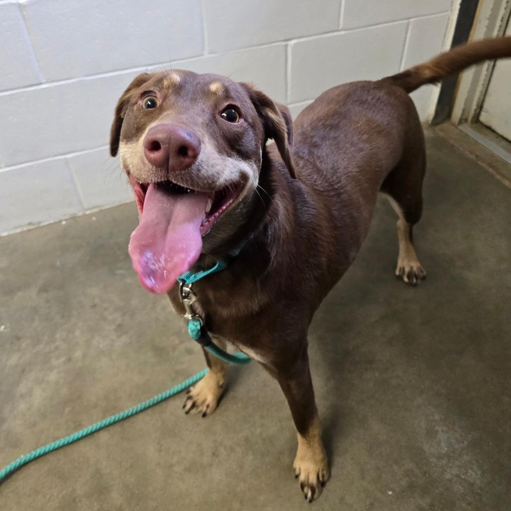 Enlarge Hazel, a Adoptable mixed breed in Owosso, MI image 3/6