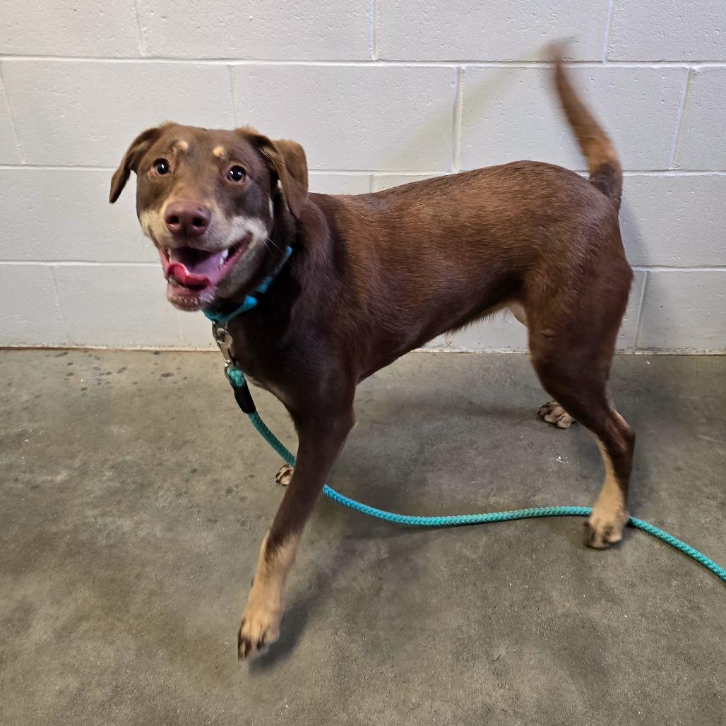 Enlarge Hazel, a Adoptable mixed breed in Owosso, MI image 4/6