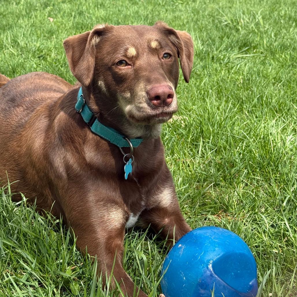 Enlarge Hazel, a Adoptable mixed breed in Owosso, MI image 5/6