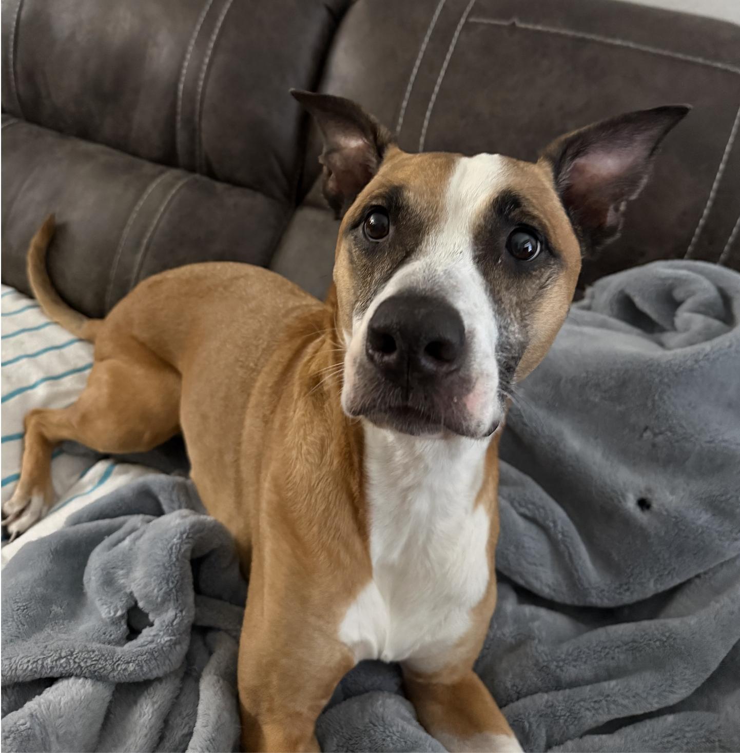 Kapone, an adopted mixed breed in Metairie, LA image 4/5