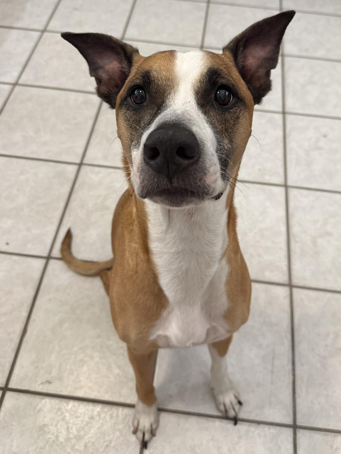 Kapone, an adopted mixed breed in Metairie, LA image 3/5