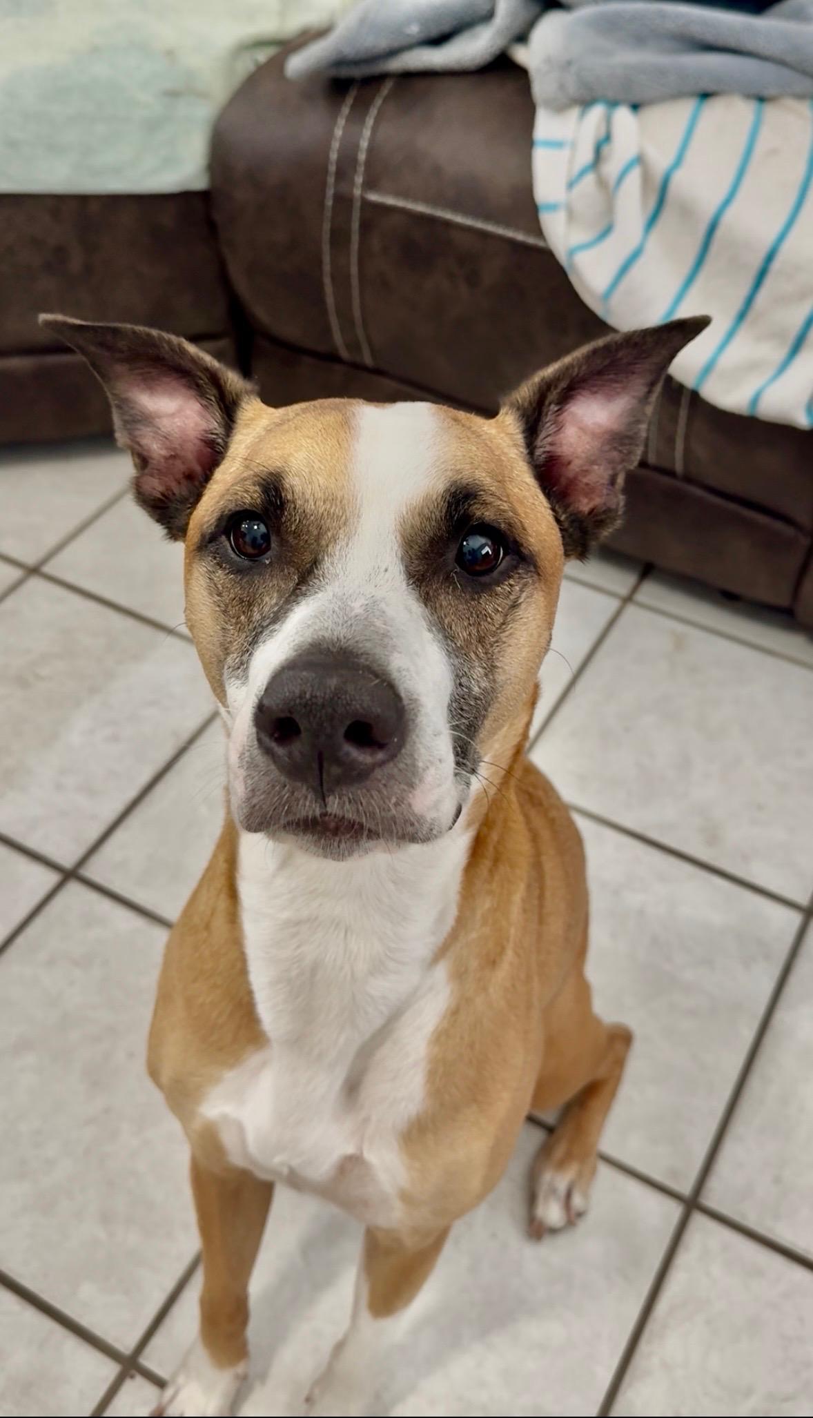 Kapone, an adopted mixed breed in Metairie, LA image 2/5