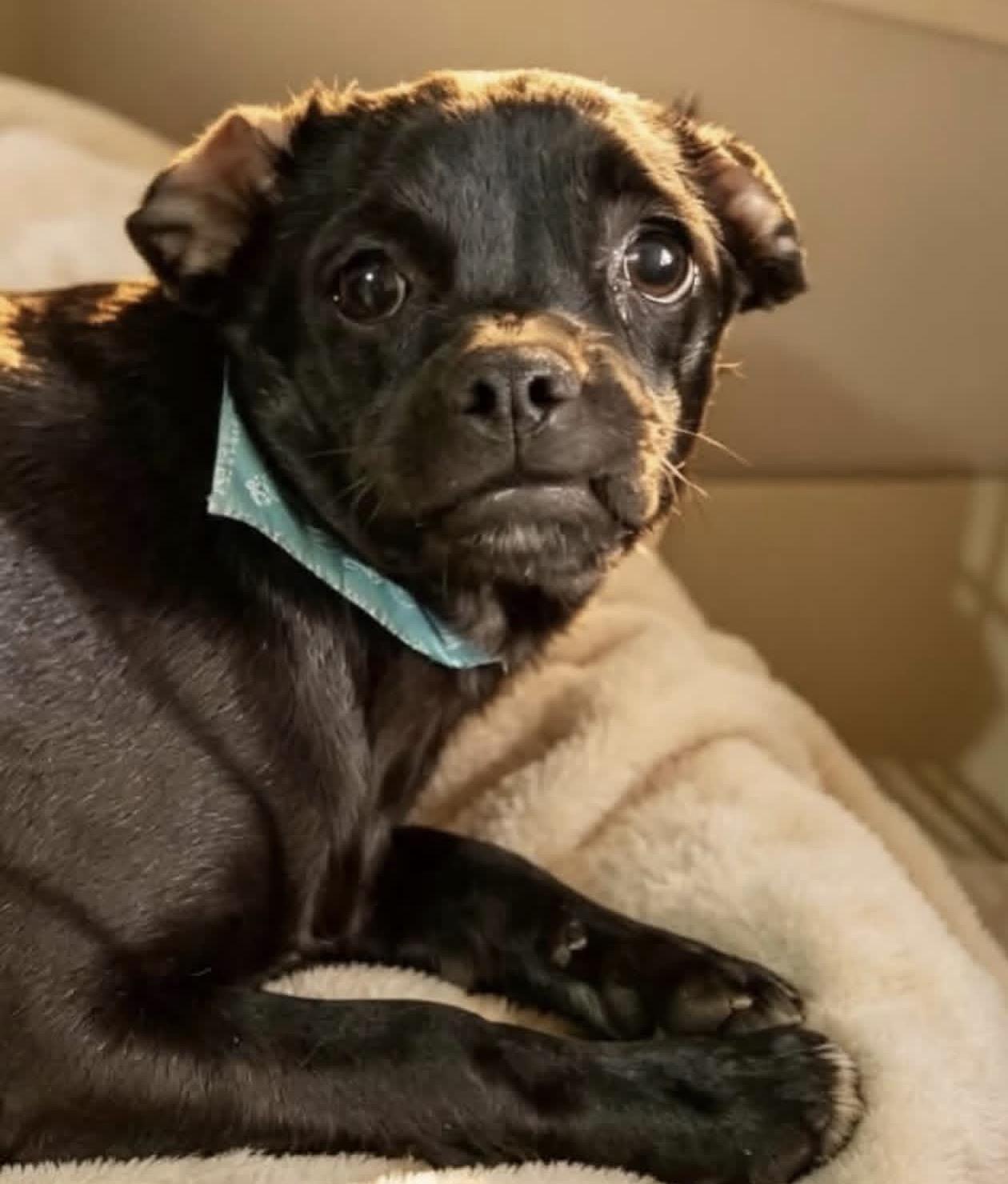 Zuma, adopted, Puppy Female Terrier & Pug.